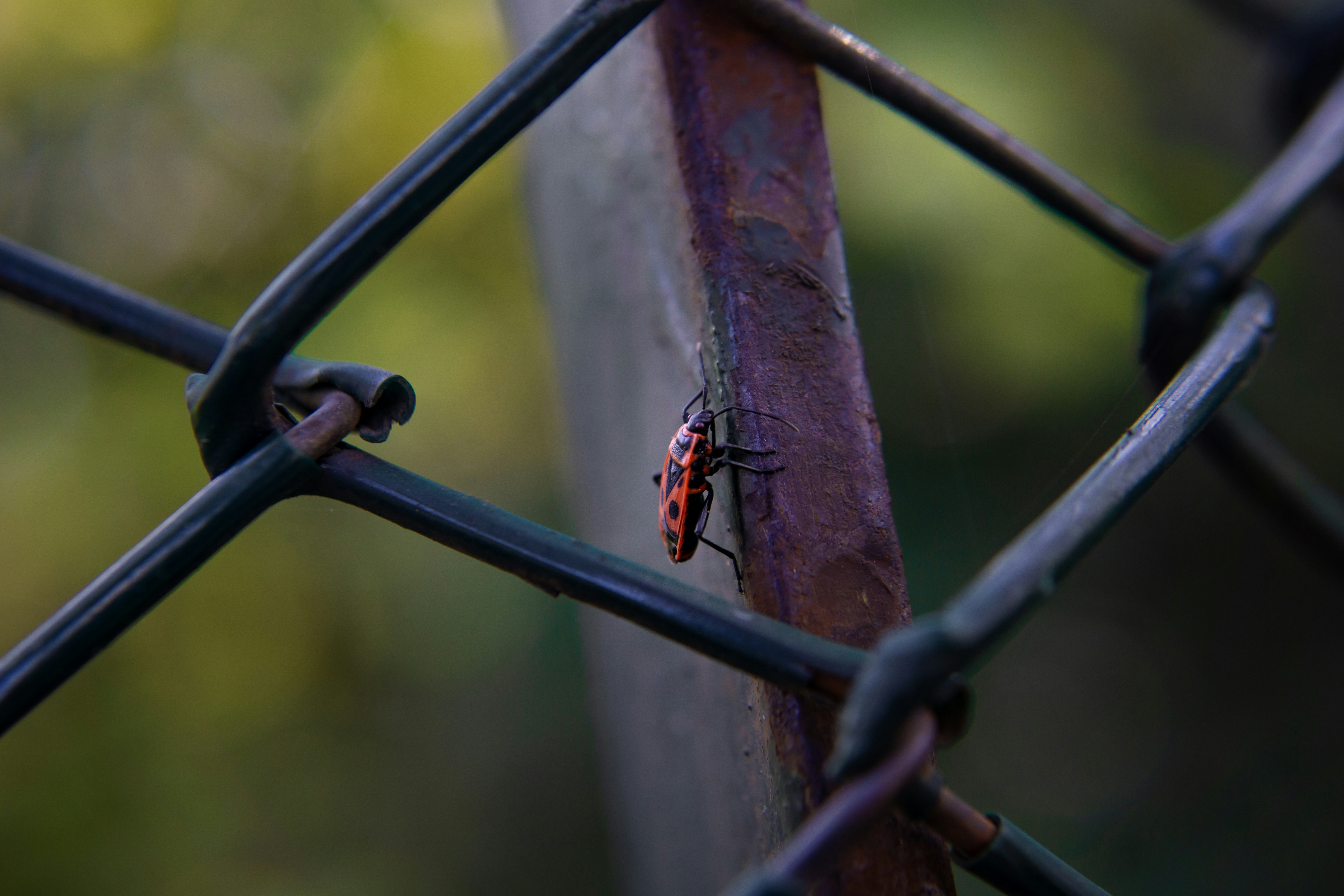 A red insect clings to a metal fence post.