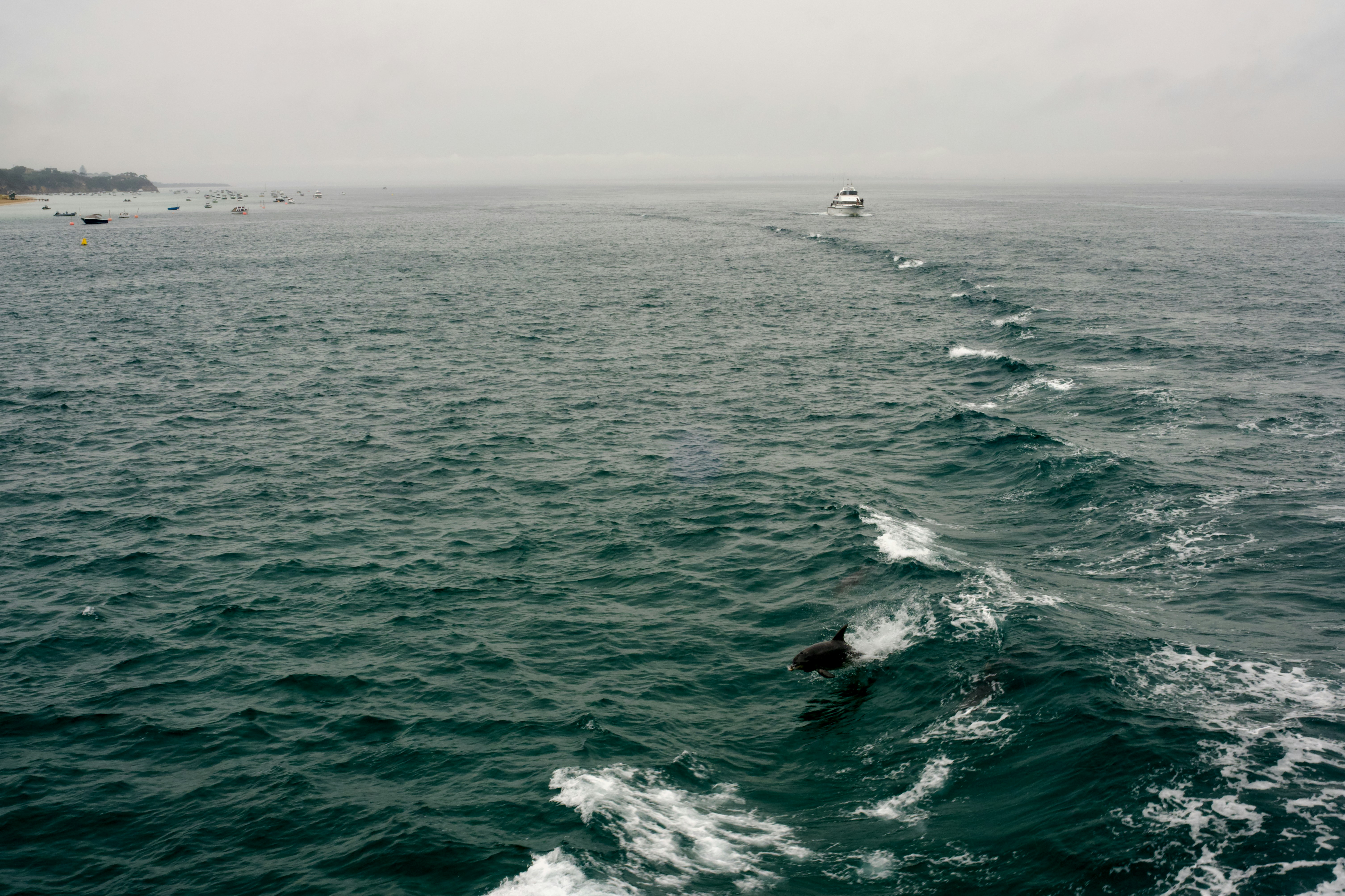 Dolphins swimming in the ocean wake (Photo by Jackie Alexander on Unsplash)