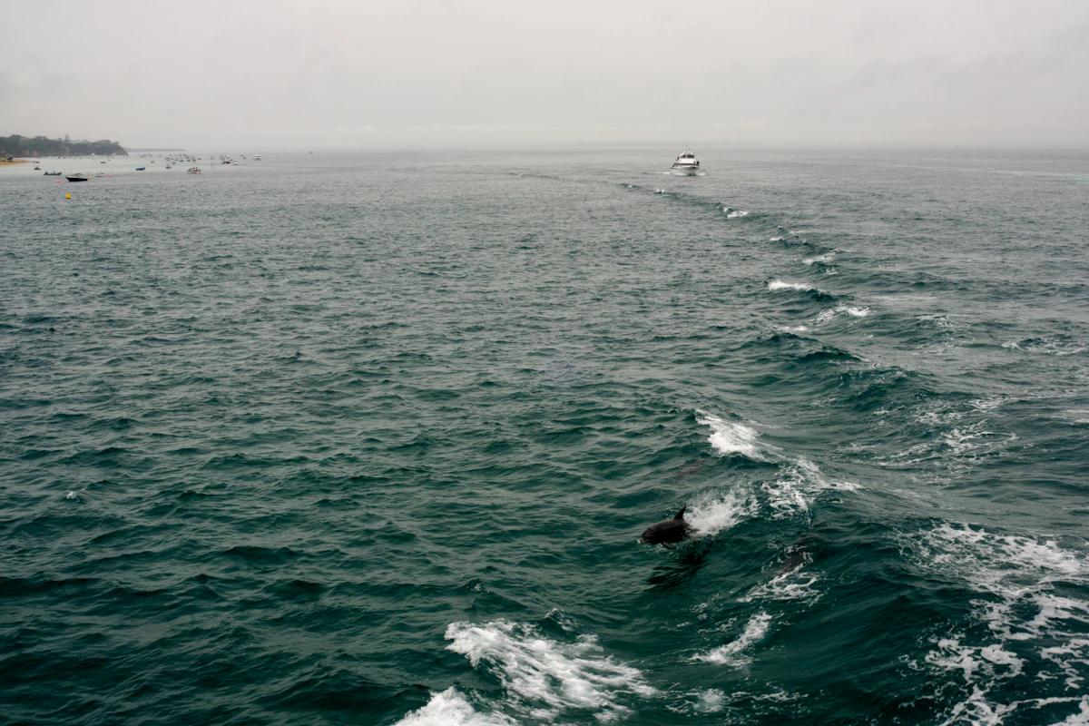 Dolphin Experience / Nado con Delfines