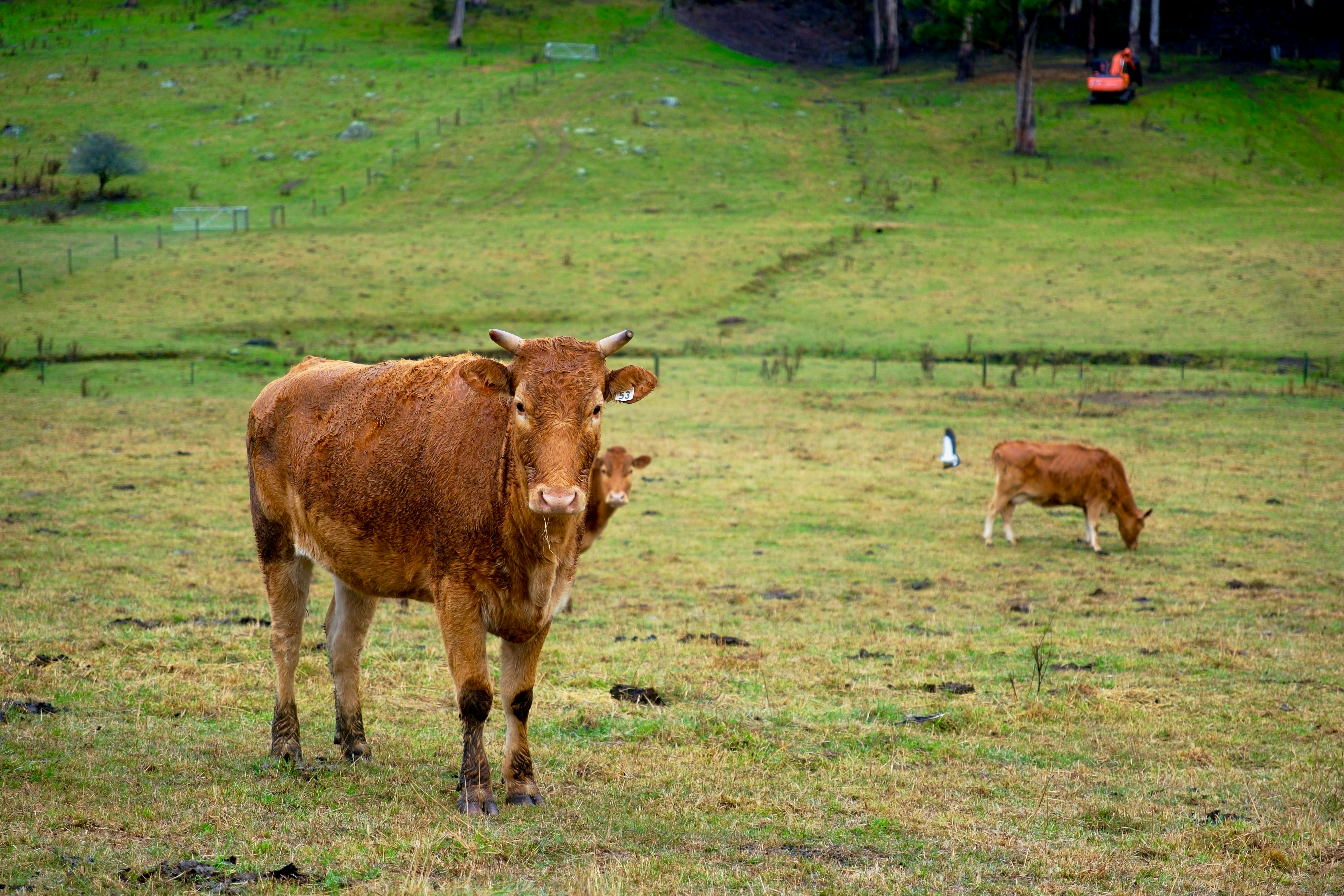 Dos vacas marrones pastando en un campo de hierba.