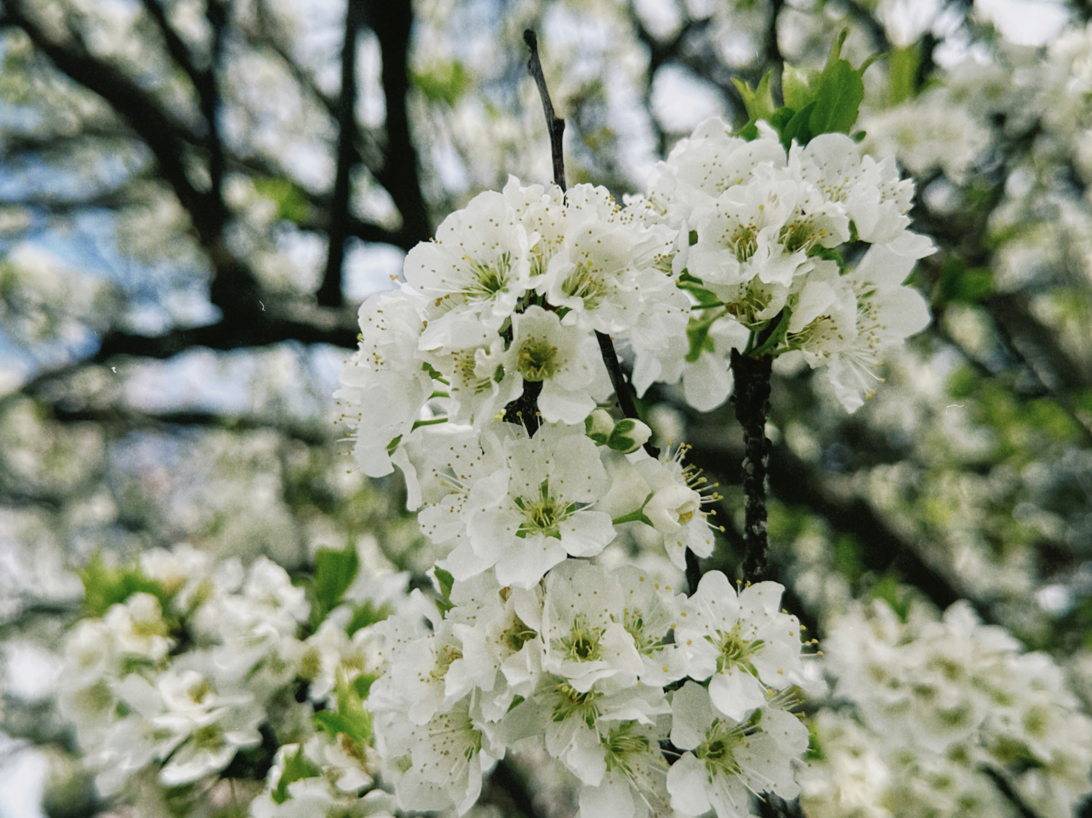 Photo by christopherstites