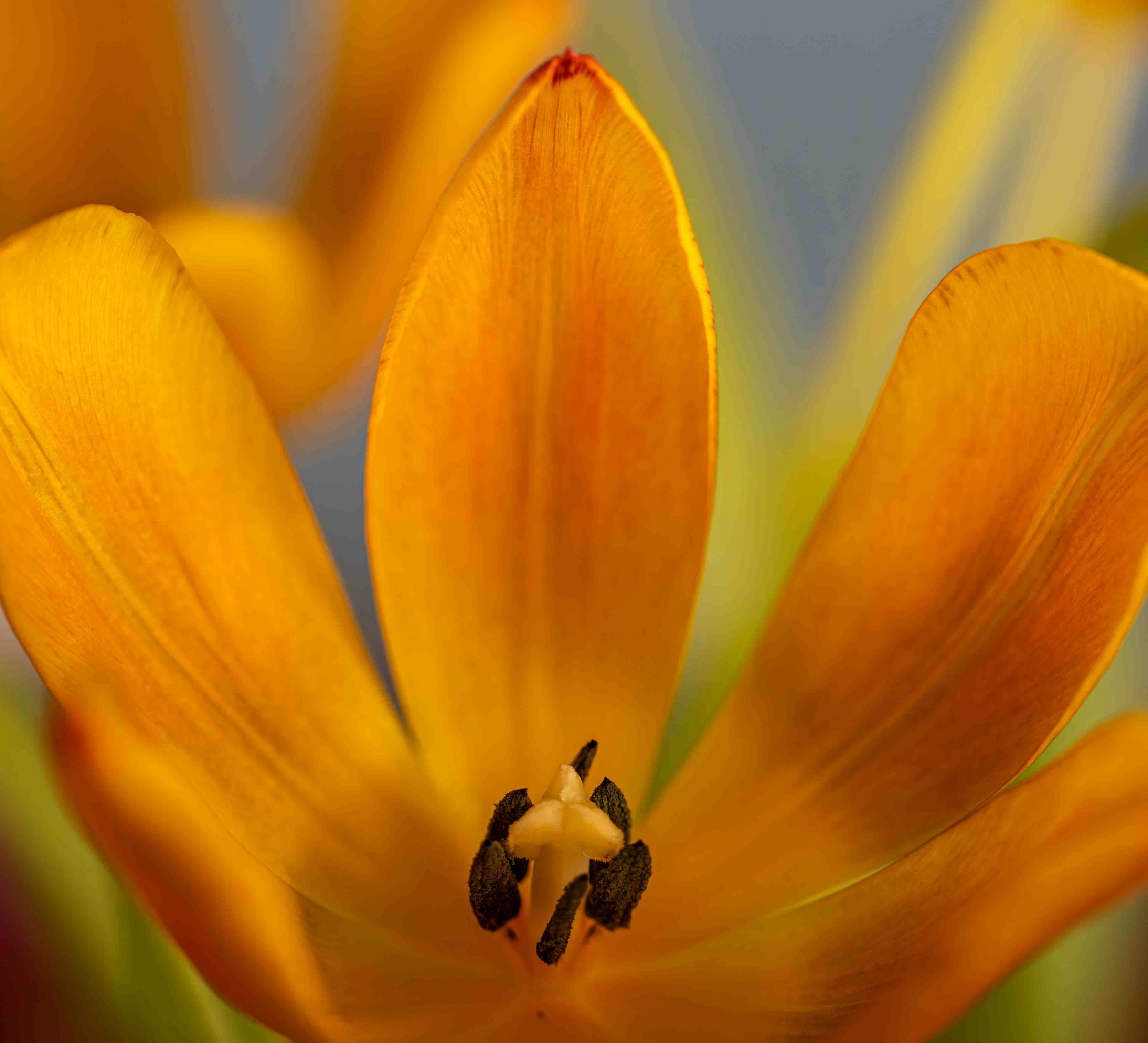 Close-up of a vibrant orange tulip flower