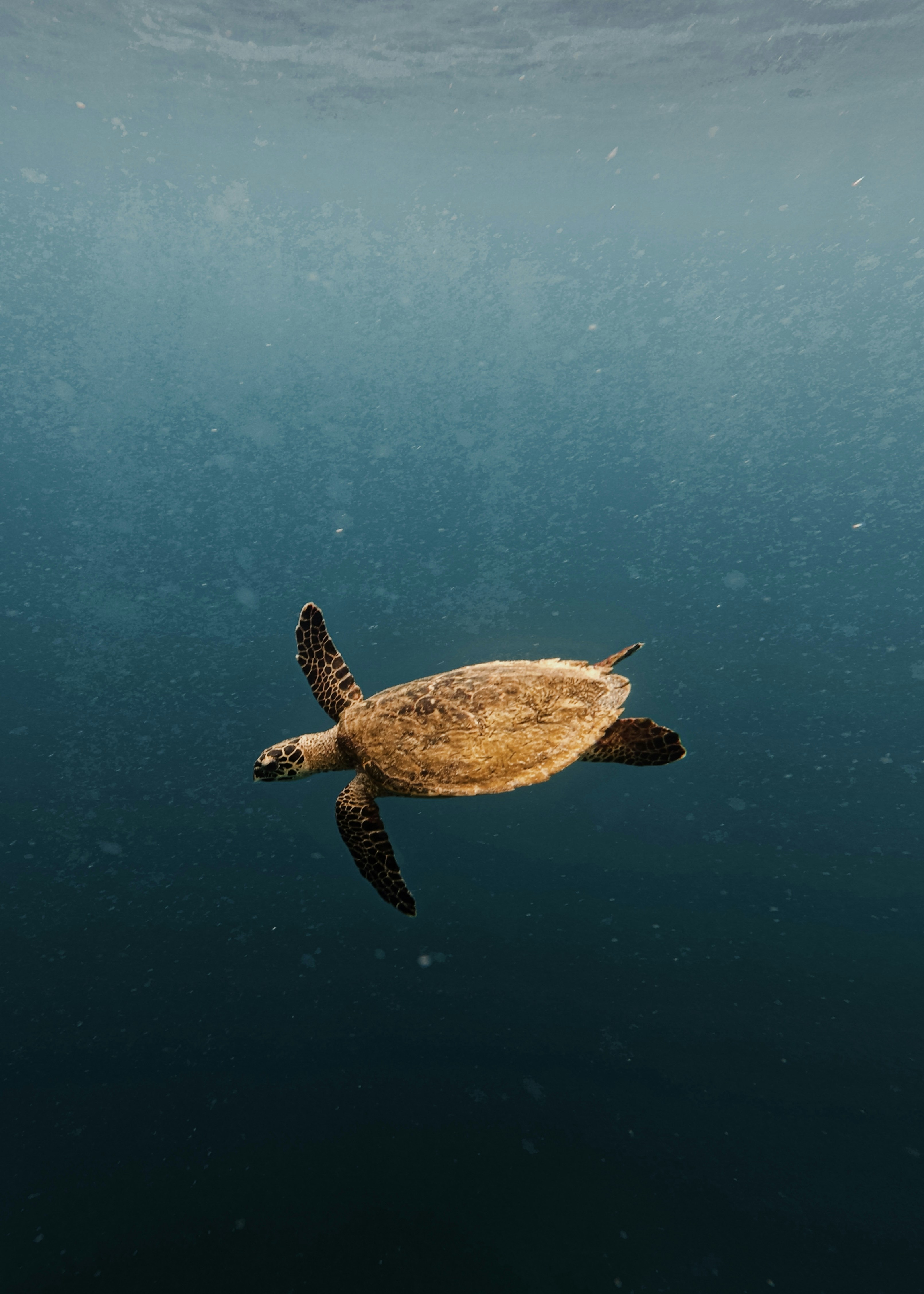 Photo by matthewmosbauer