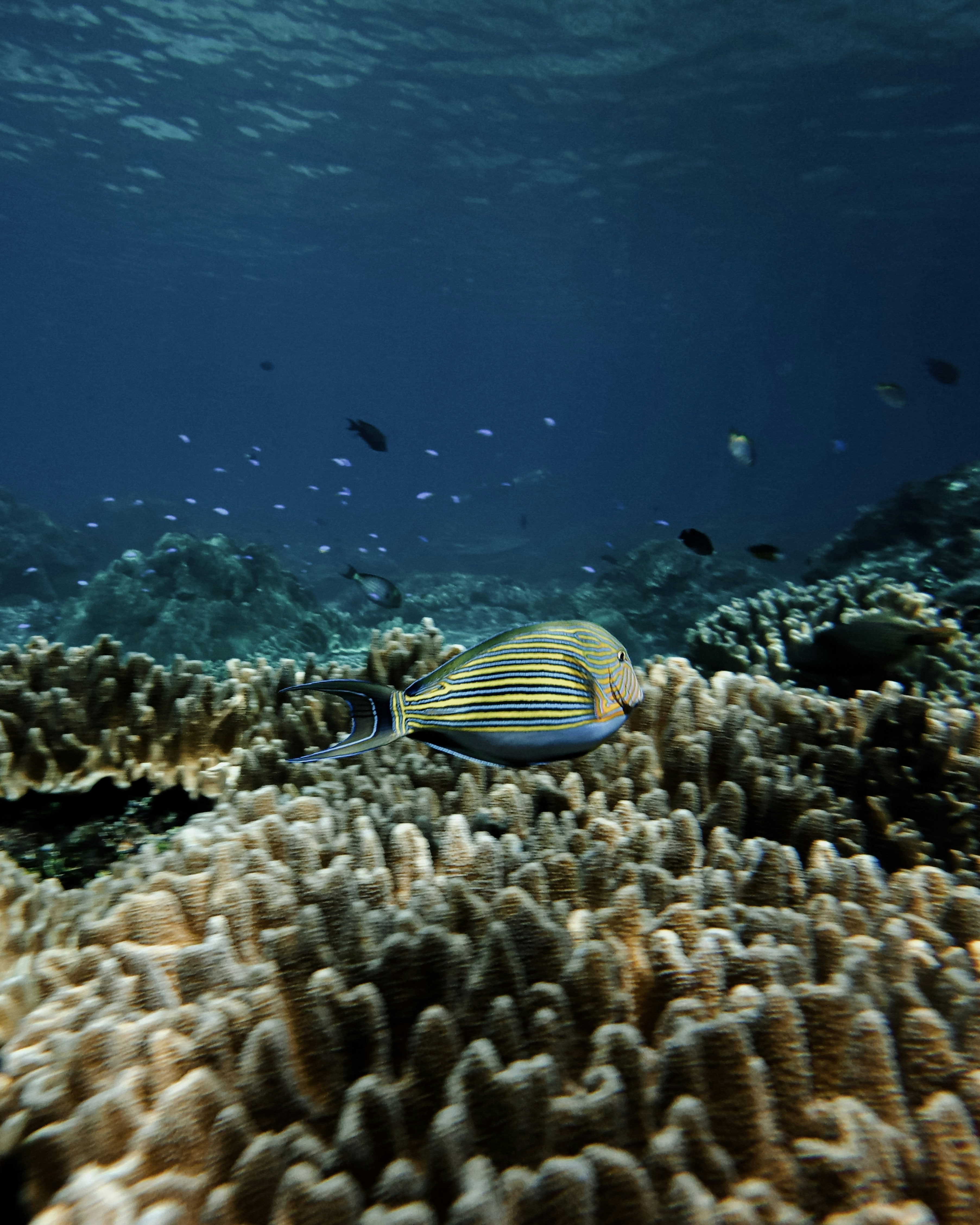 Photo by matthewmosbauer