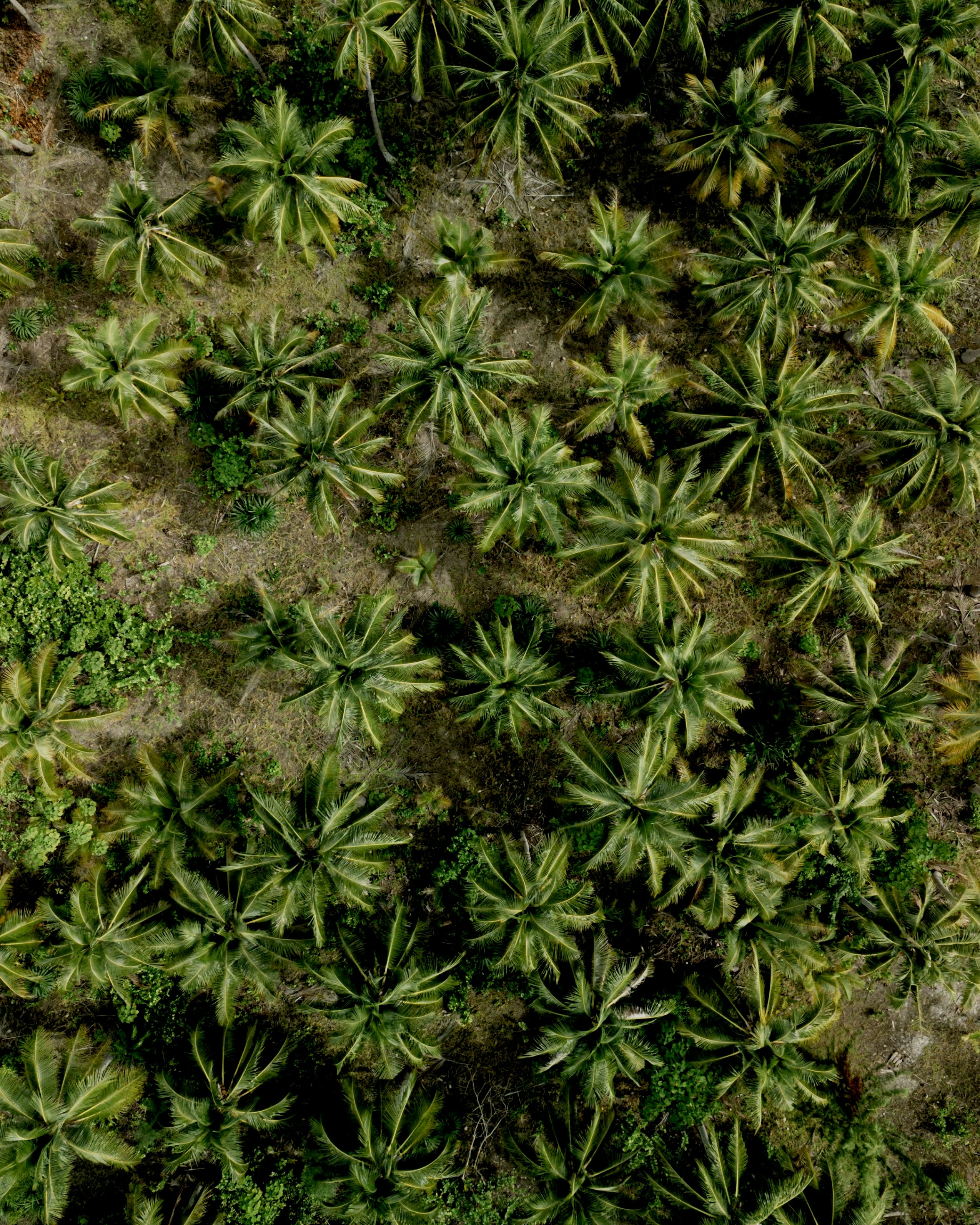 Aerial view of a dense palm tree forest