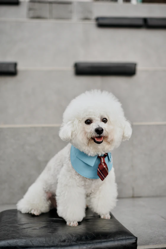 Cachorrinho branco de bandana azul