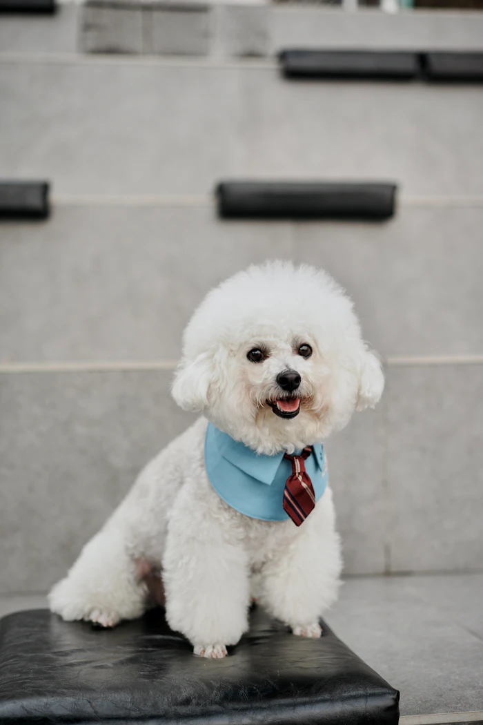 Fluffy white dog wearing a blue bandana