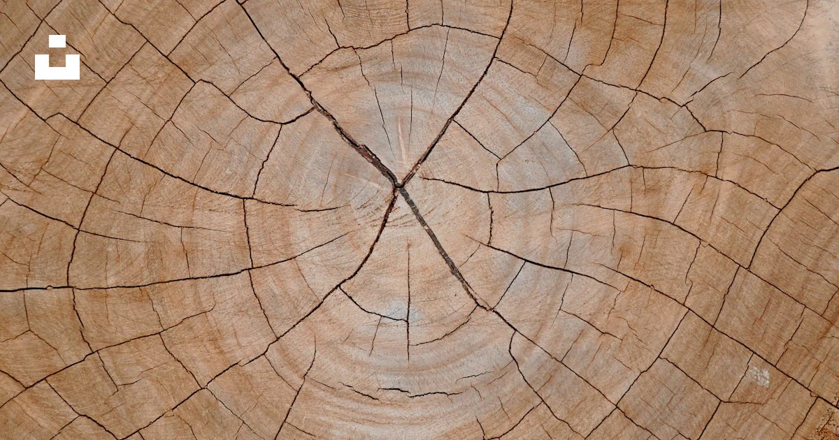 Tree Trunk Rings Magnified Close-up of a tree trunk's growth rings photo – Free Background Image ...