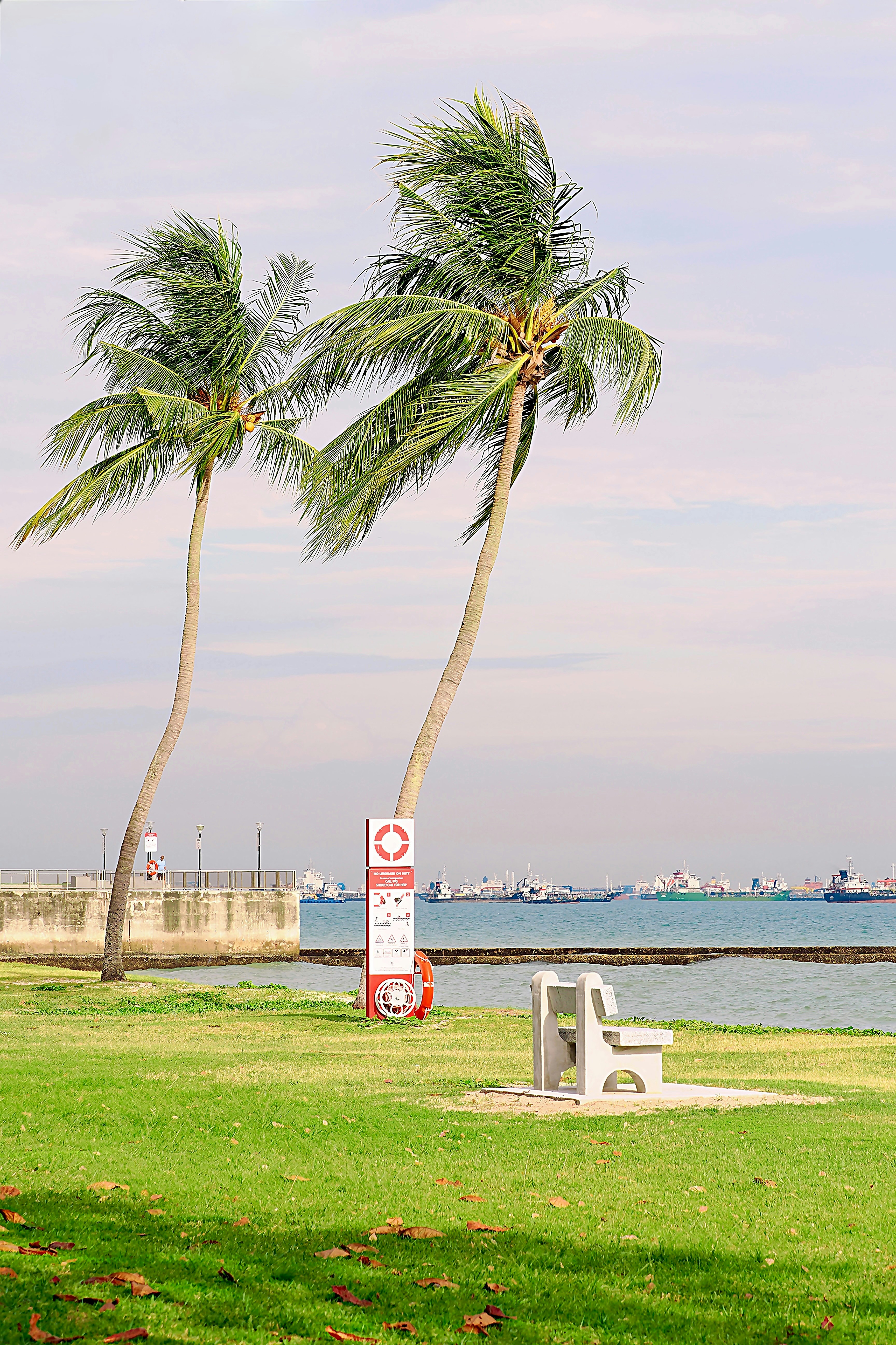 Two palm trees on a grassy shore with a bench.