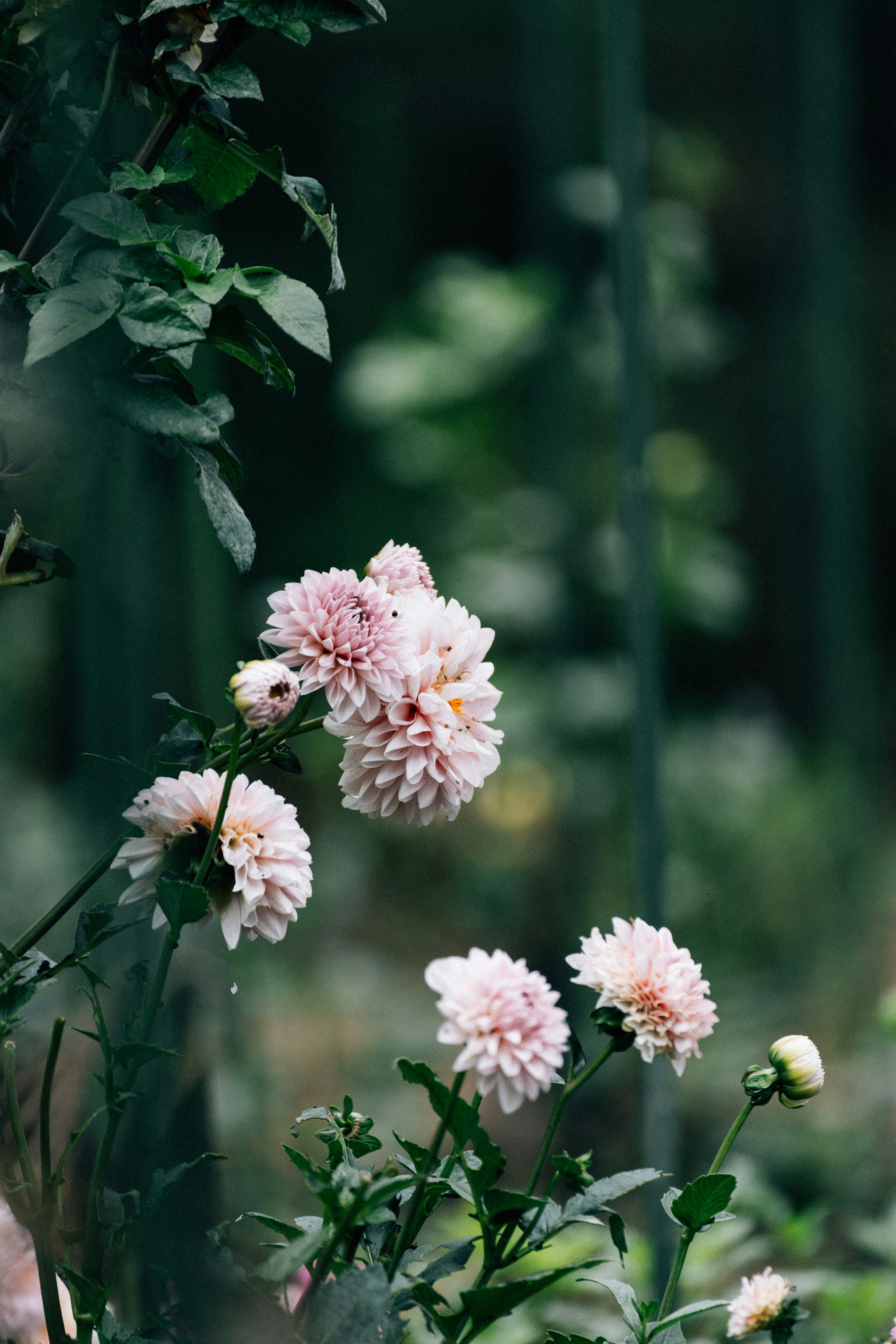 Photo by tsuyoshikozu