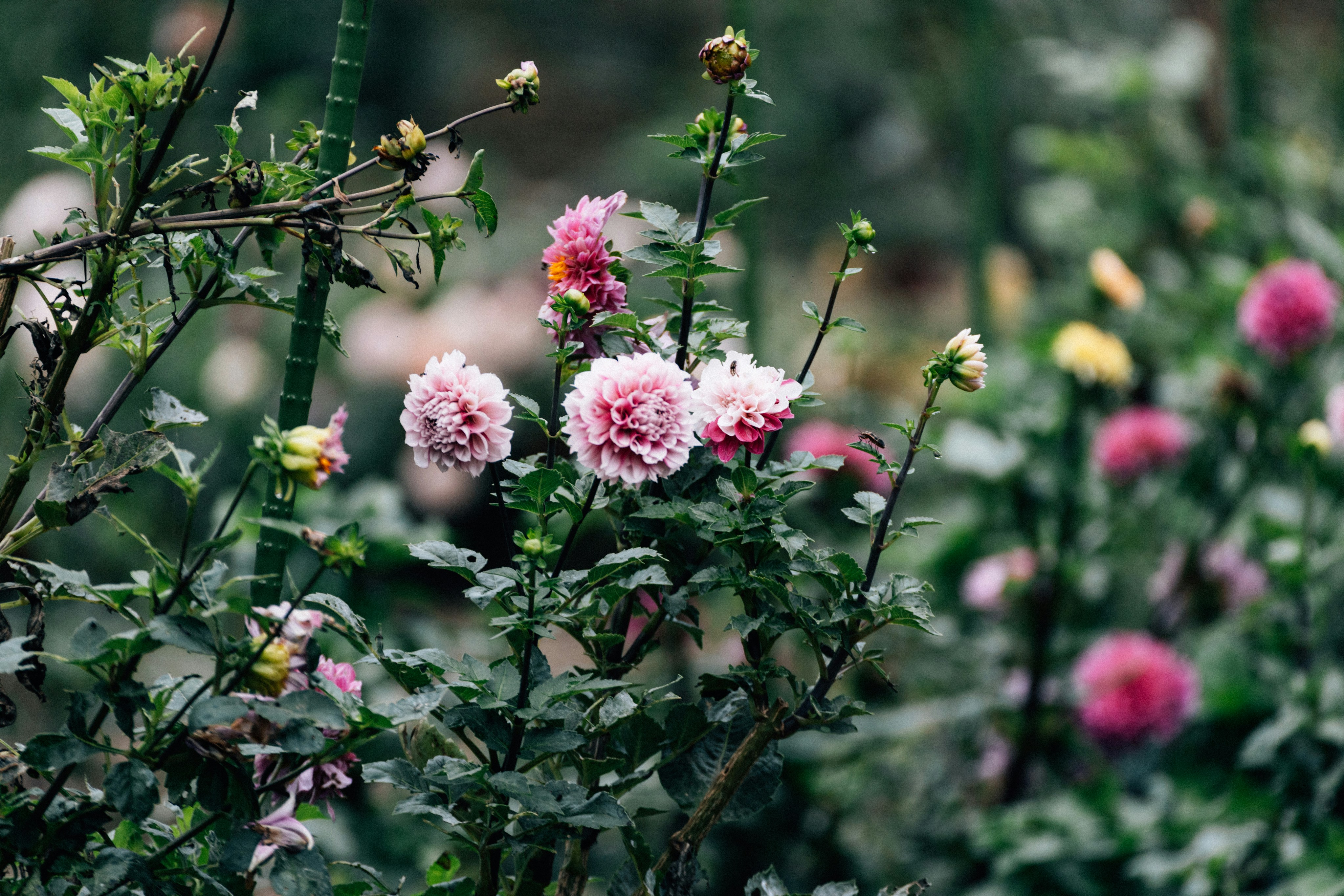 Photo by tsuyoshikozu