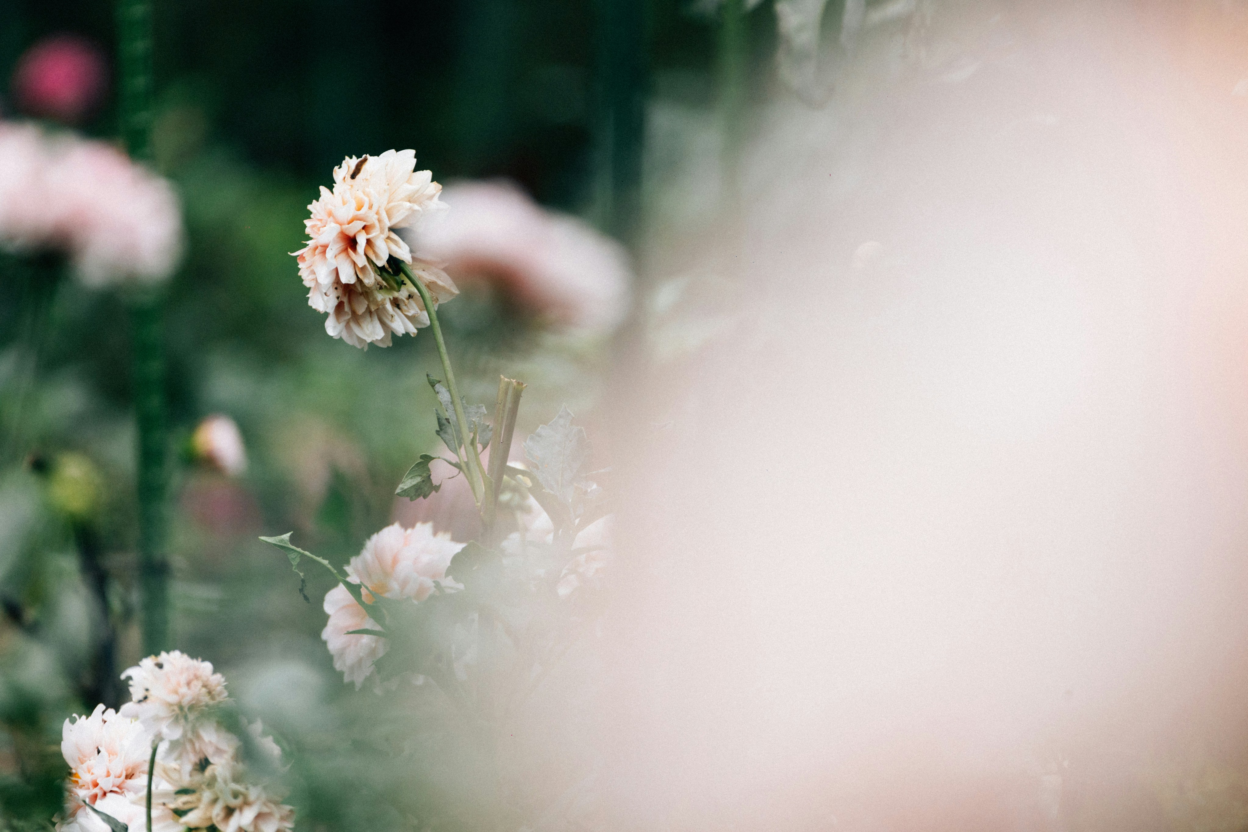 Photo by tsuyoshikozu