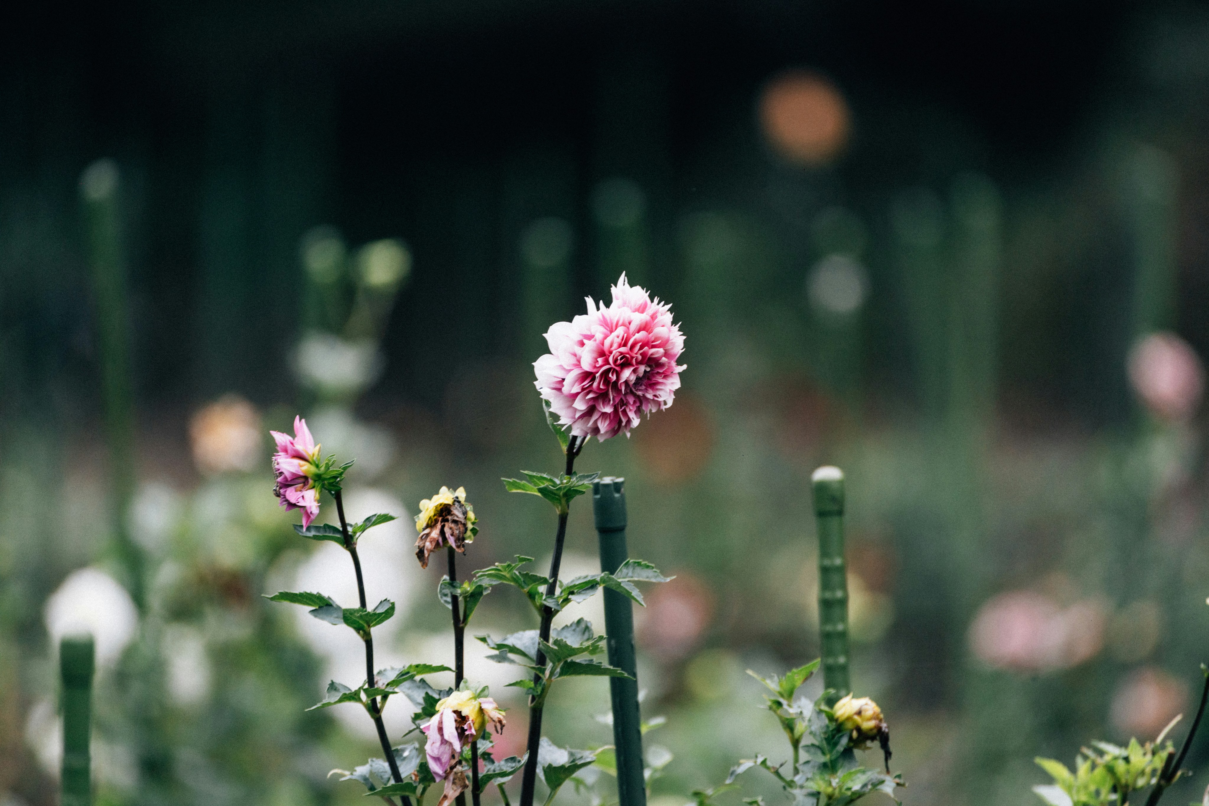 Photo by tsuyoshikozu