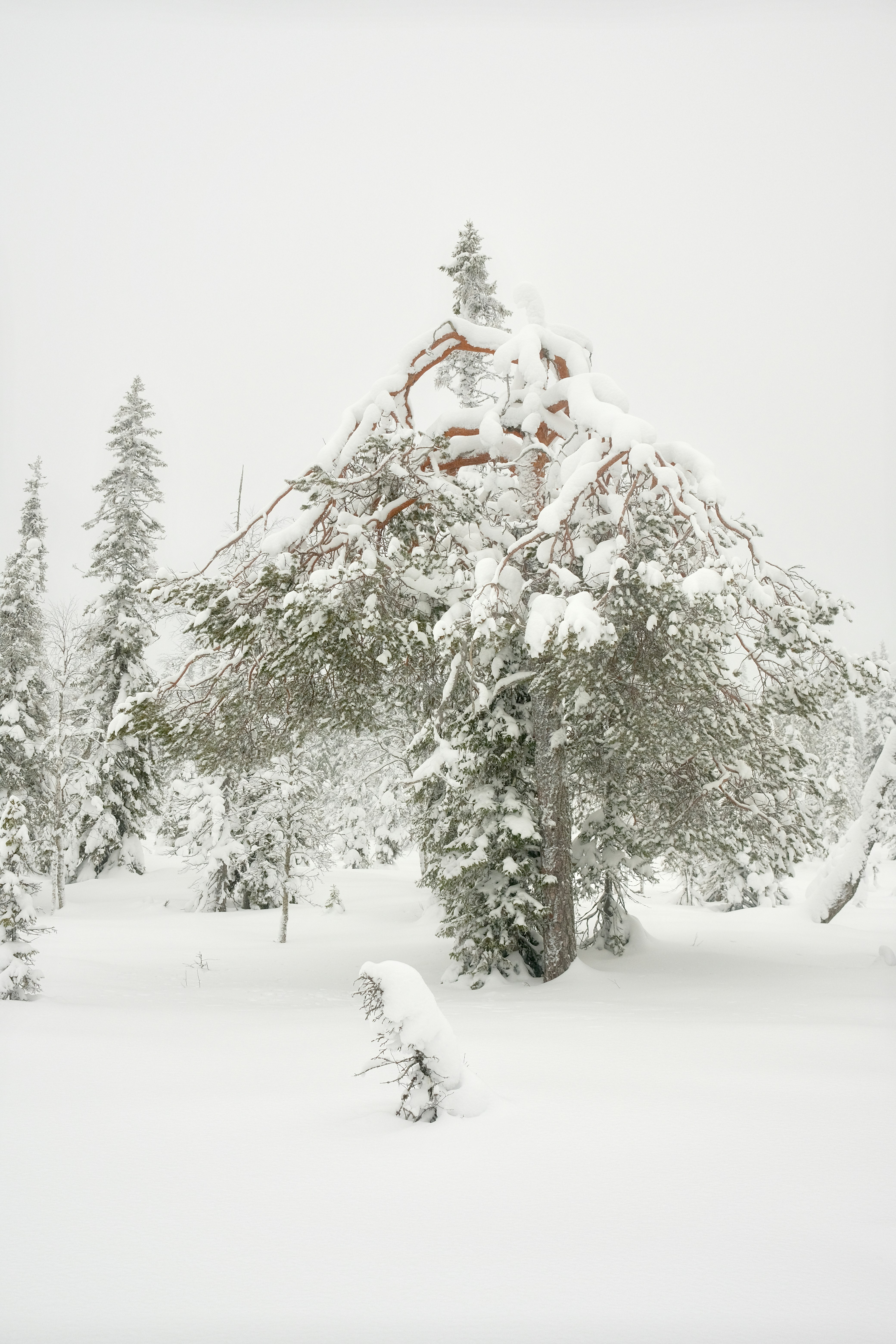 Pinos cubiertos de nieve en un bosque invernal