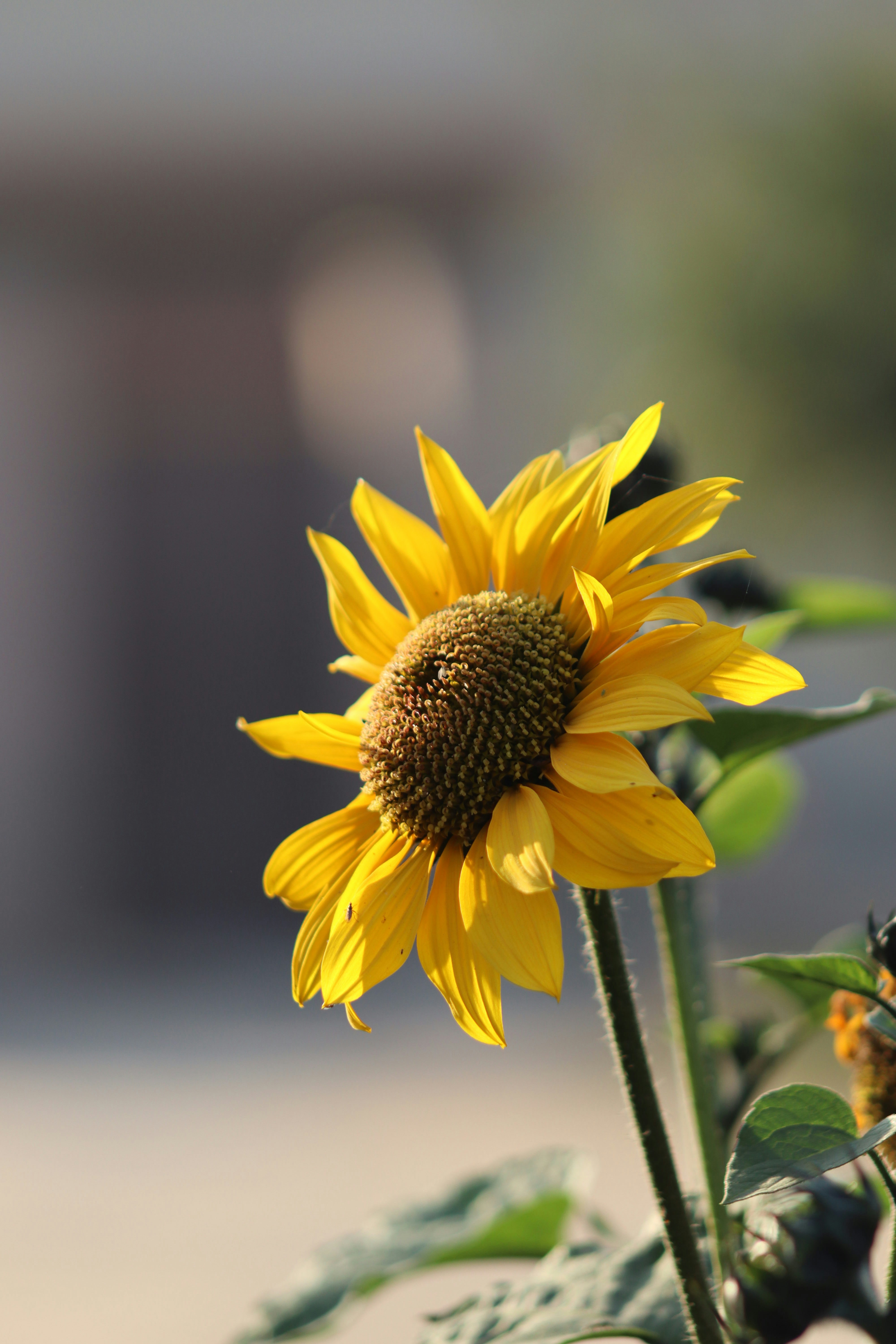 A bright yellow sunflower in soft focus