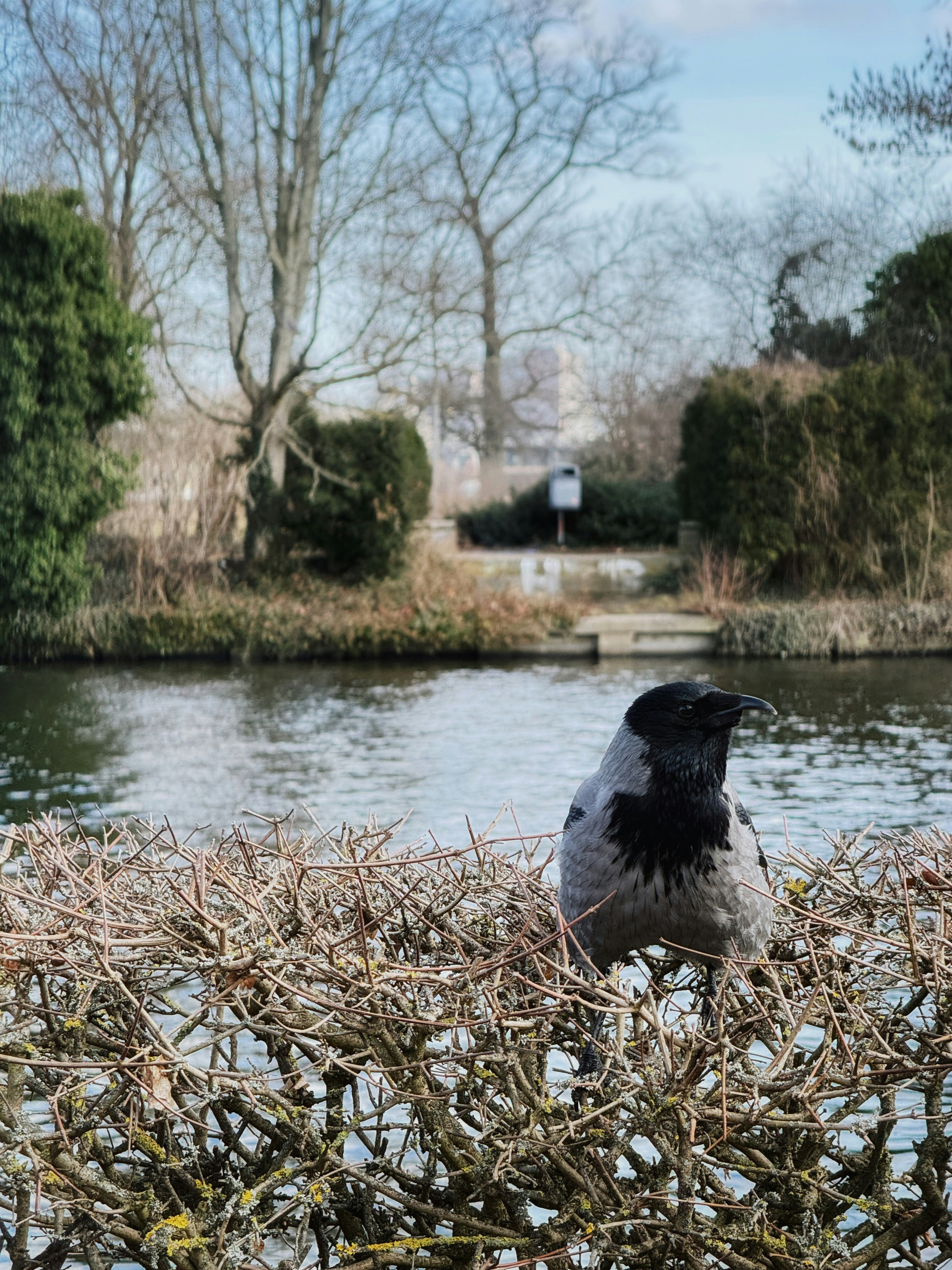 Un corvo appollaiato su una siepe vicino a un lago tranquillo.