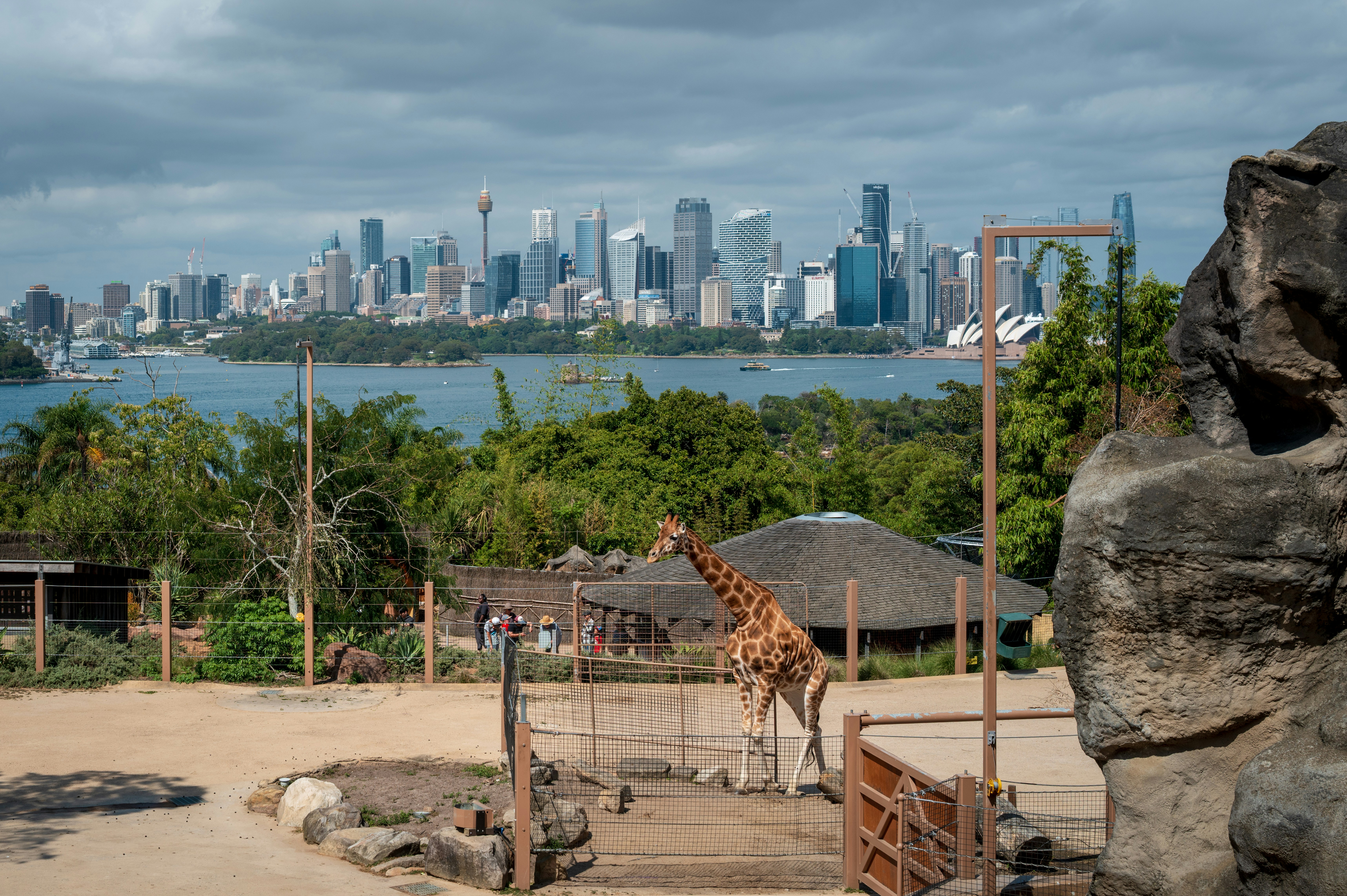 Giraffa nel recinto dello zoo con sfondo urbano
