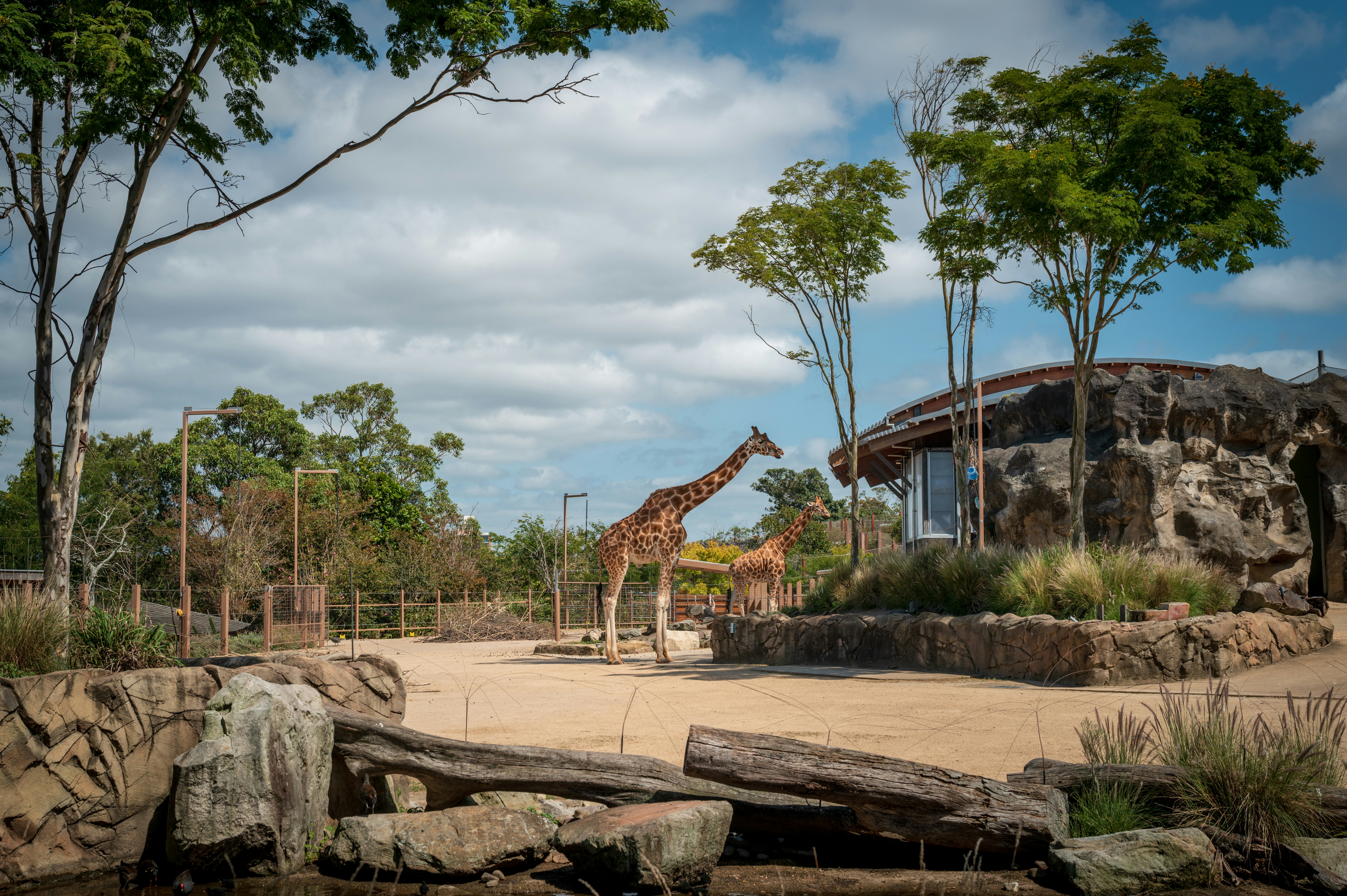 Due giraffe in un recinto zoologico con alberi e rocce