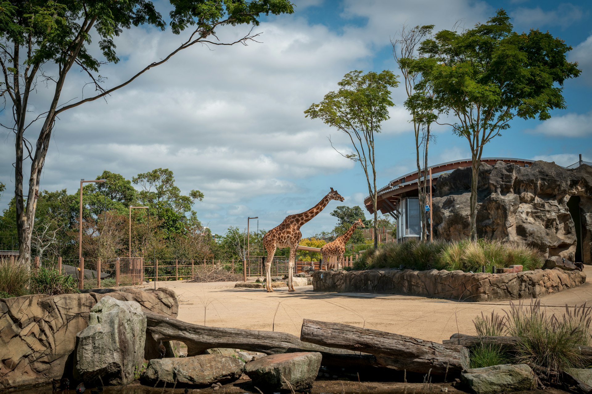 Two giraffes in a zoo enclosure with trees and rocks