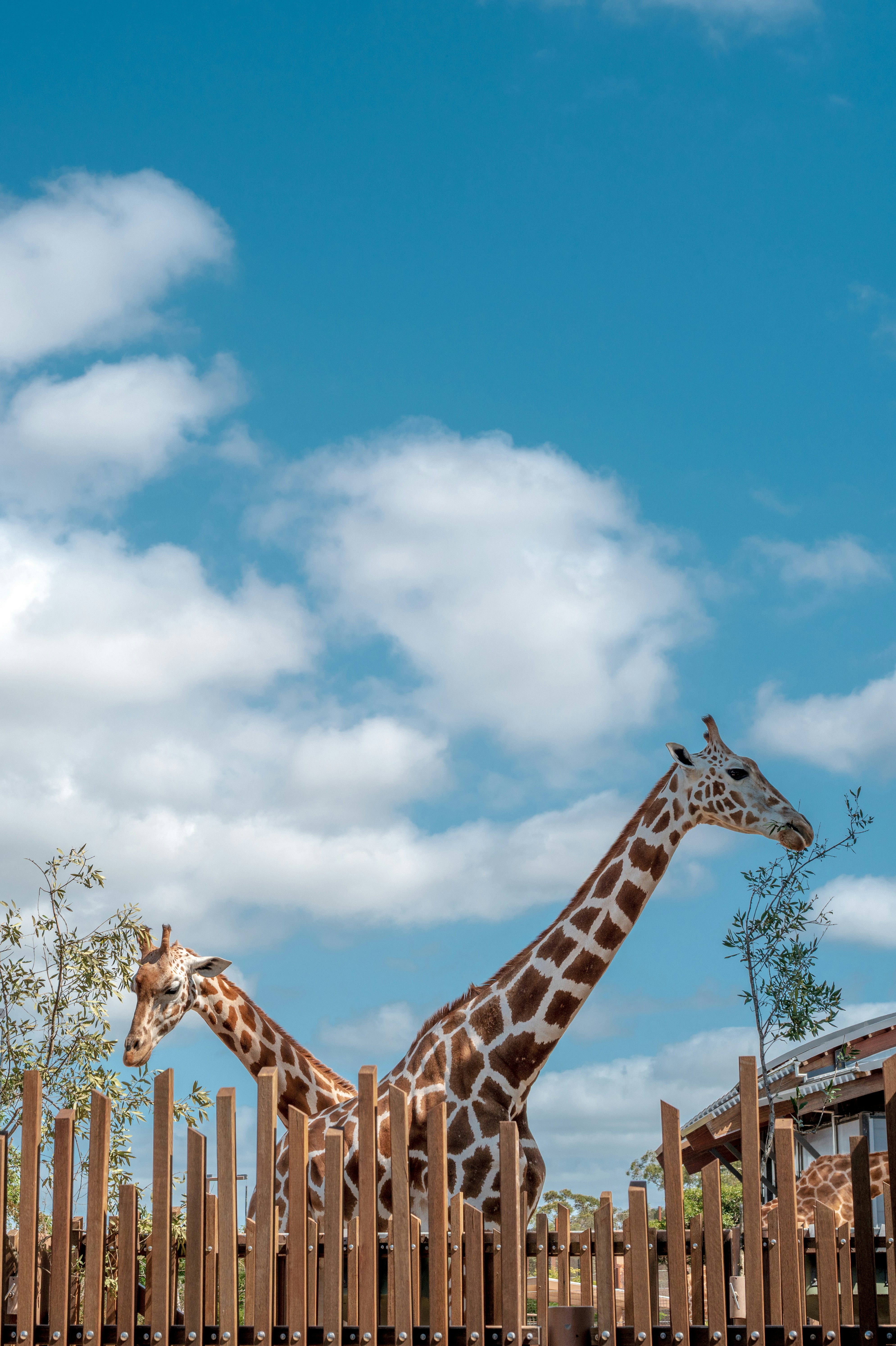 Due giraffe stanno dietro una recinzione di legno sotto un cielo azzurro.