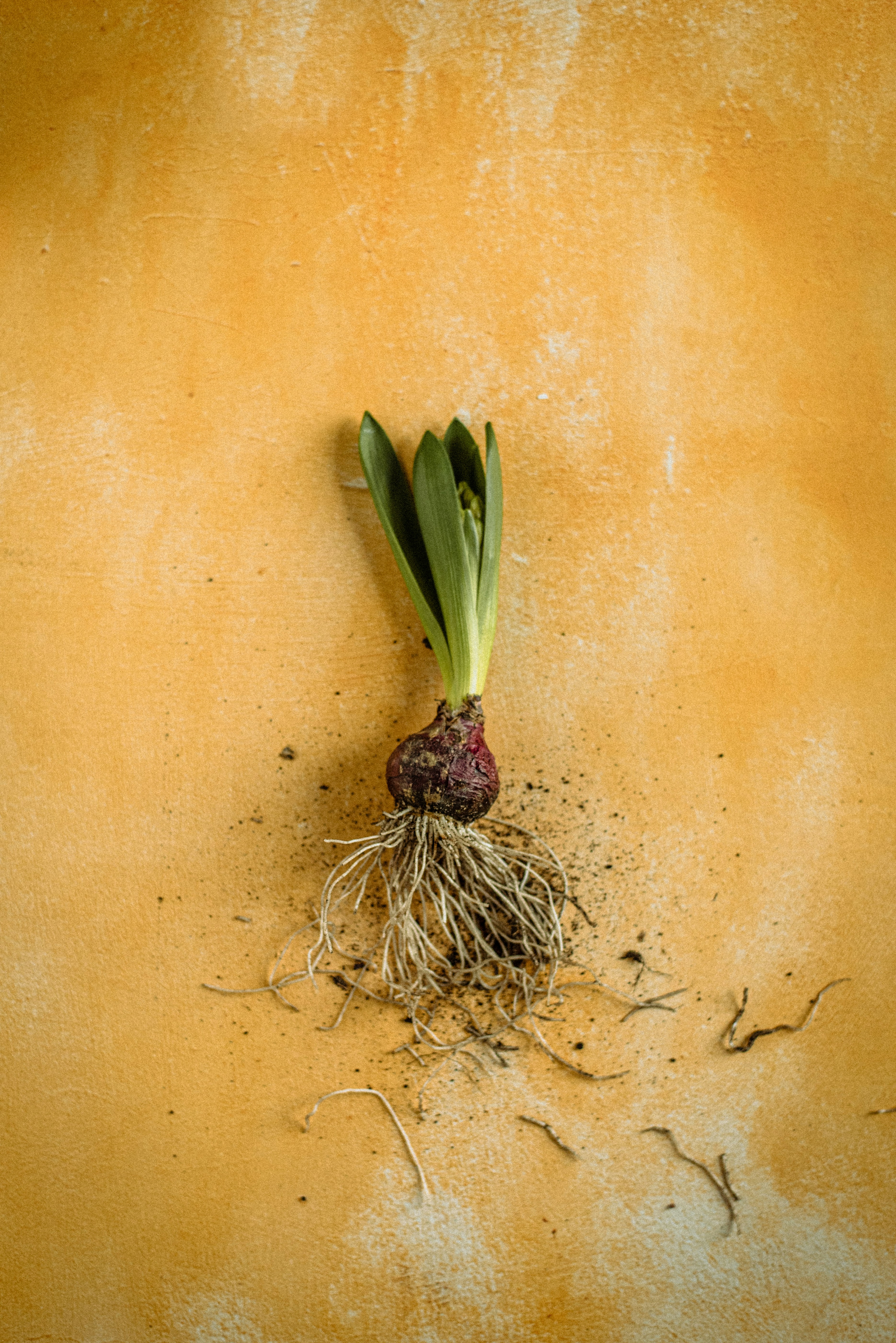 A hyacinth bulb with roots and leaves on yellow background