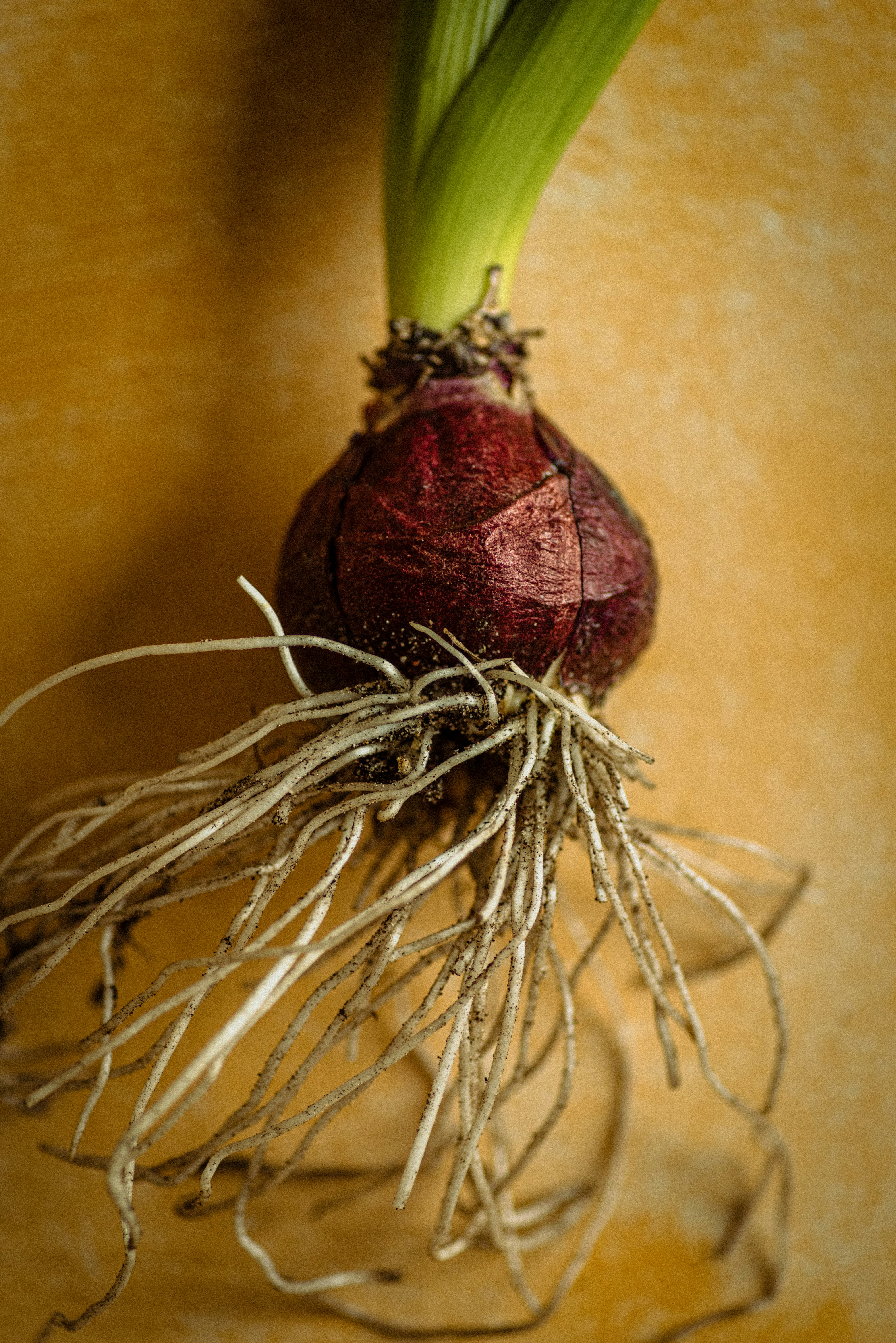 A red onion with roots and green sprouts