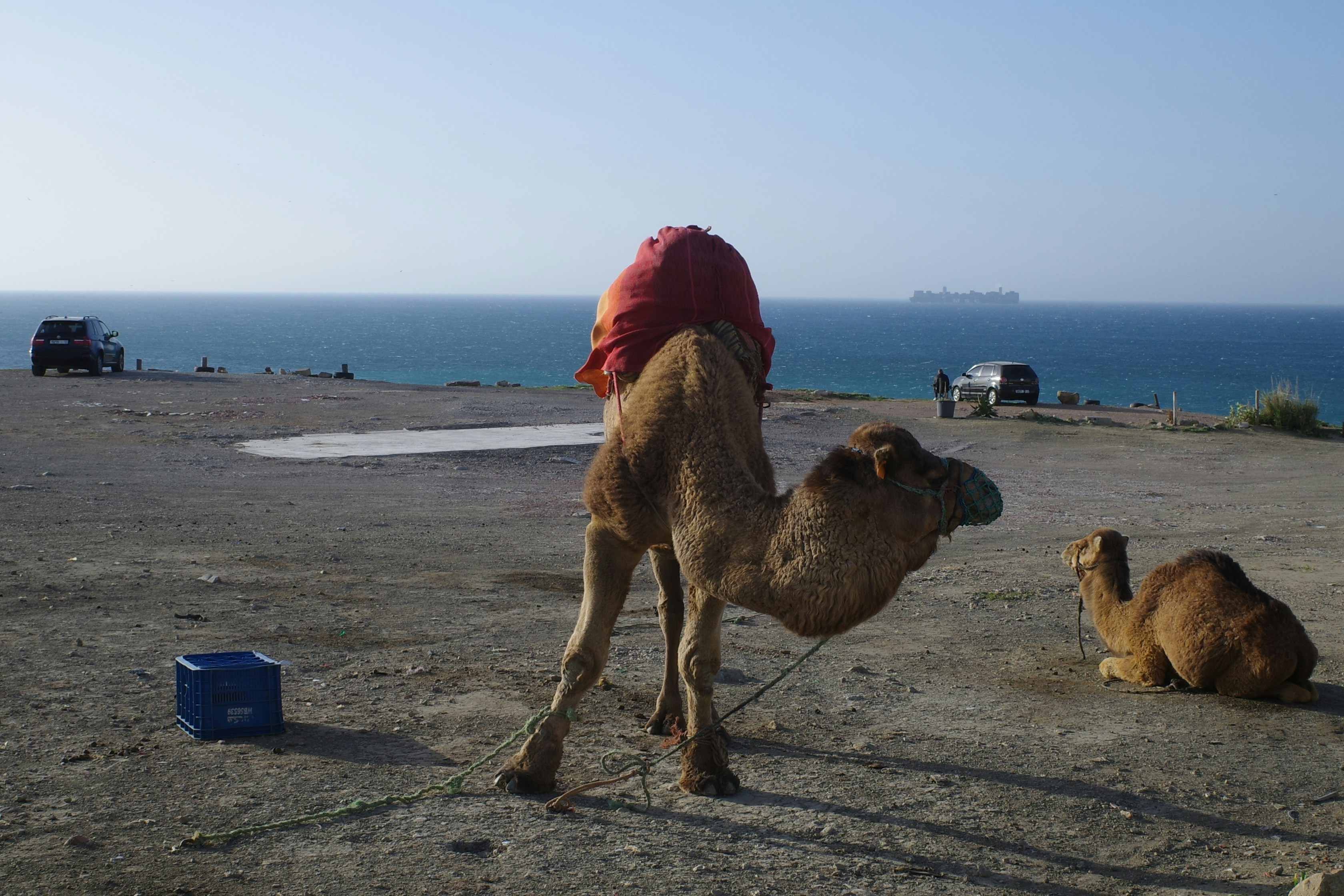 Camel with red pack on its back near the ocean