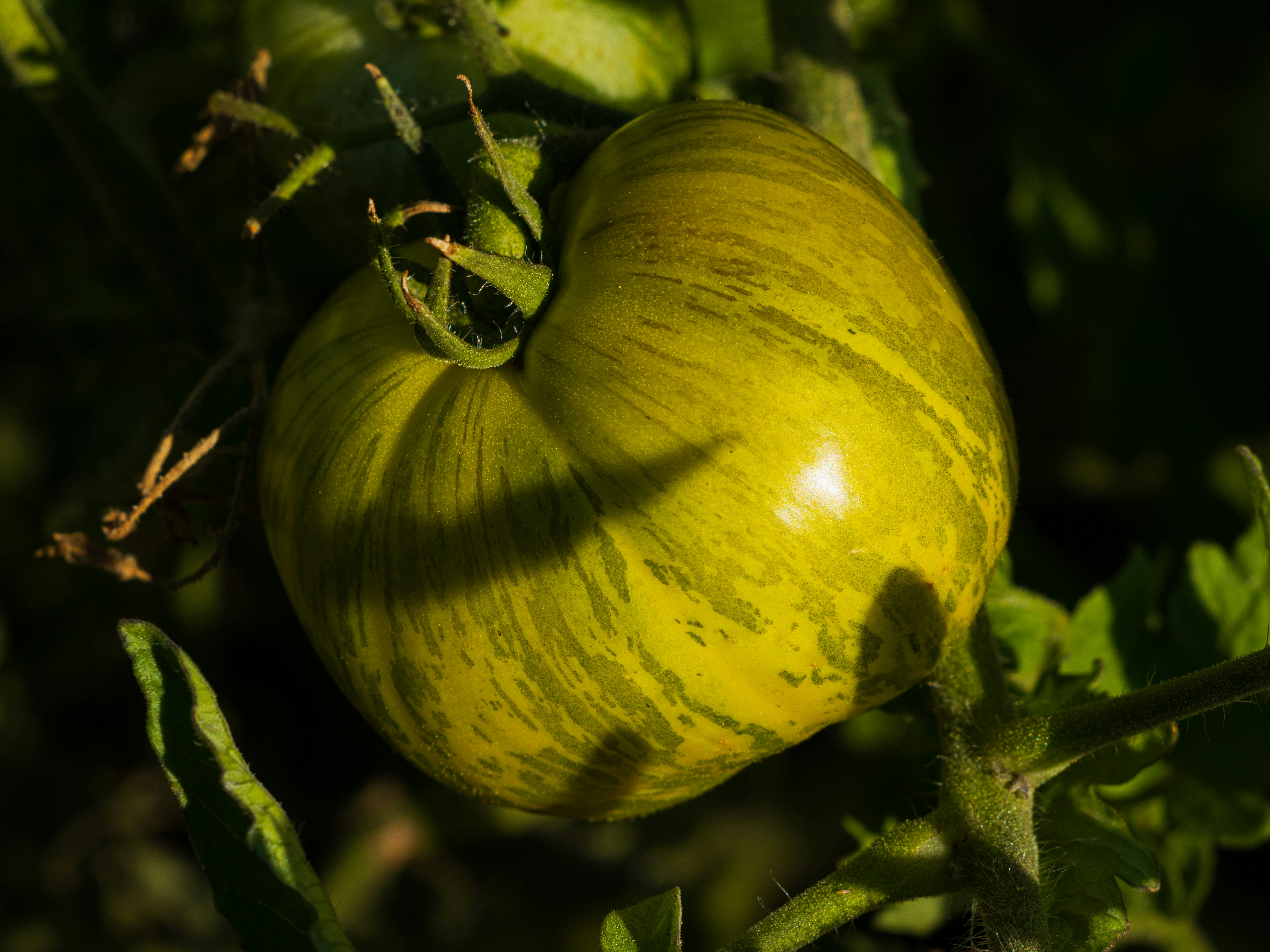 A green heirloom tomato with yellow stripes on the vine.