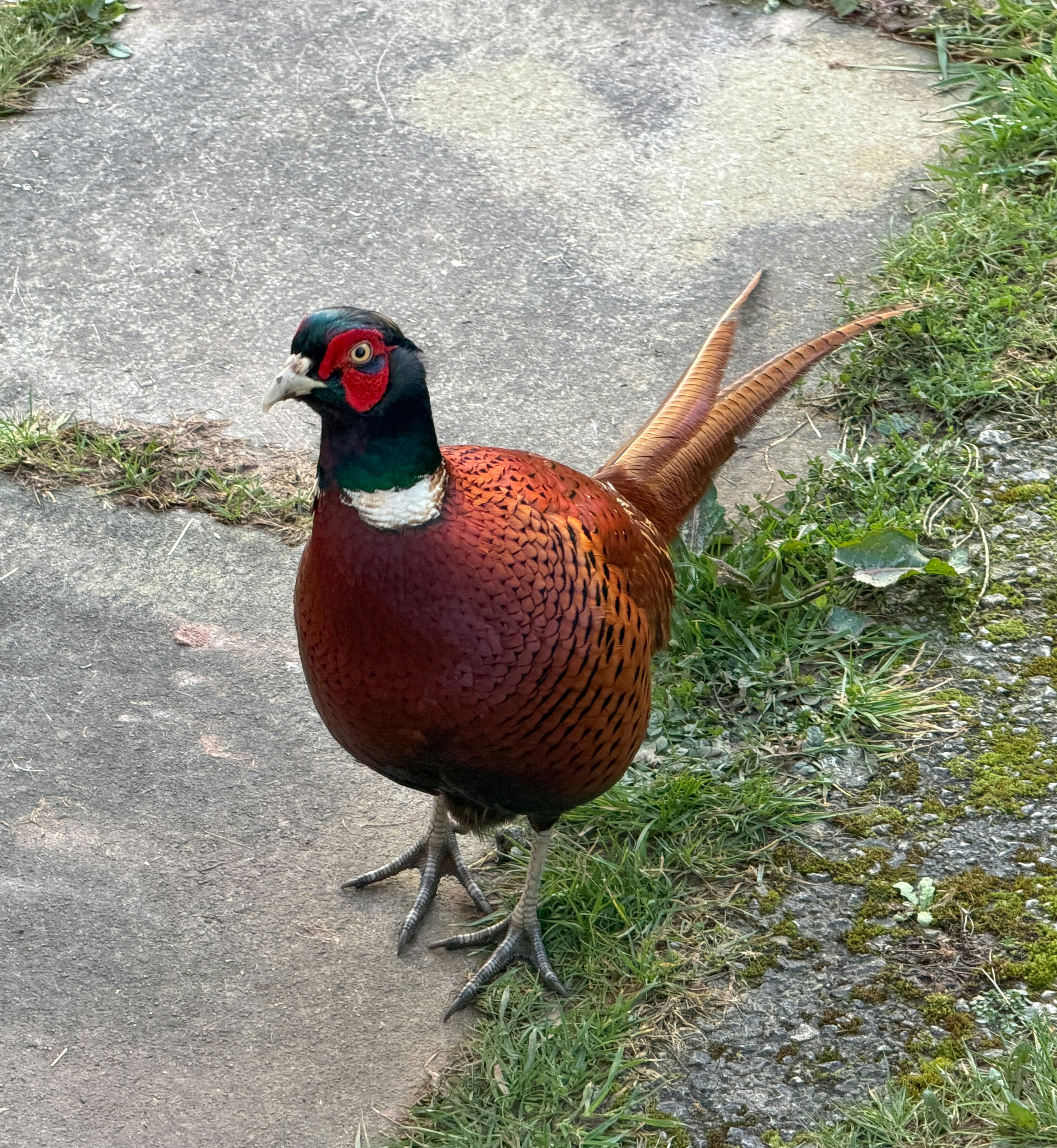 A male pheasant stands on a paved path.