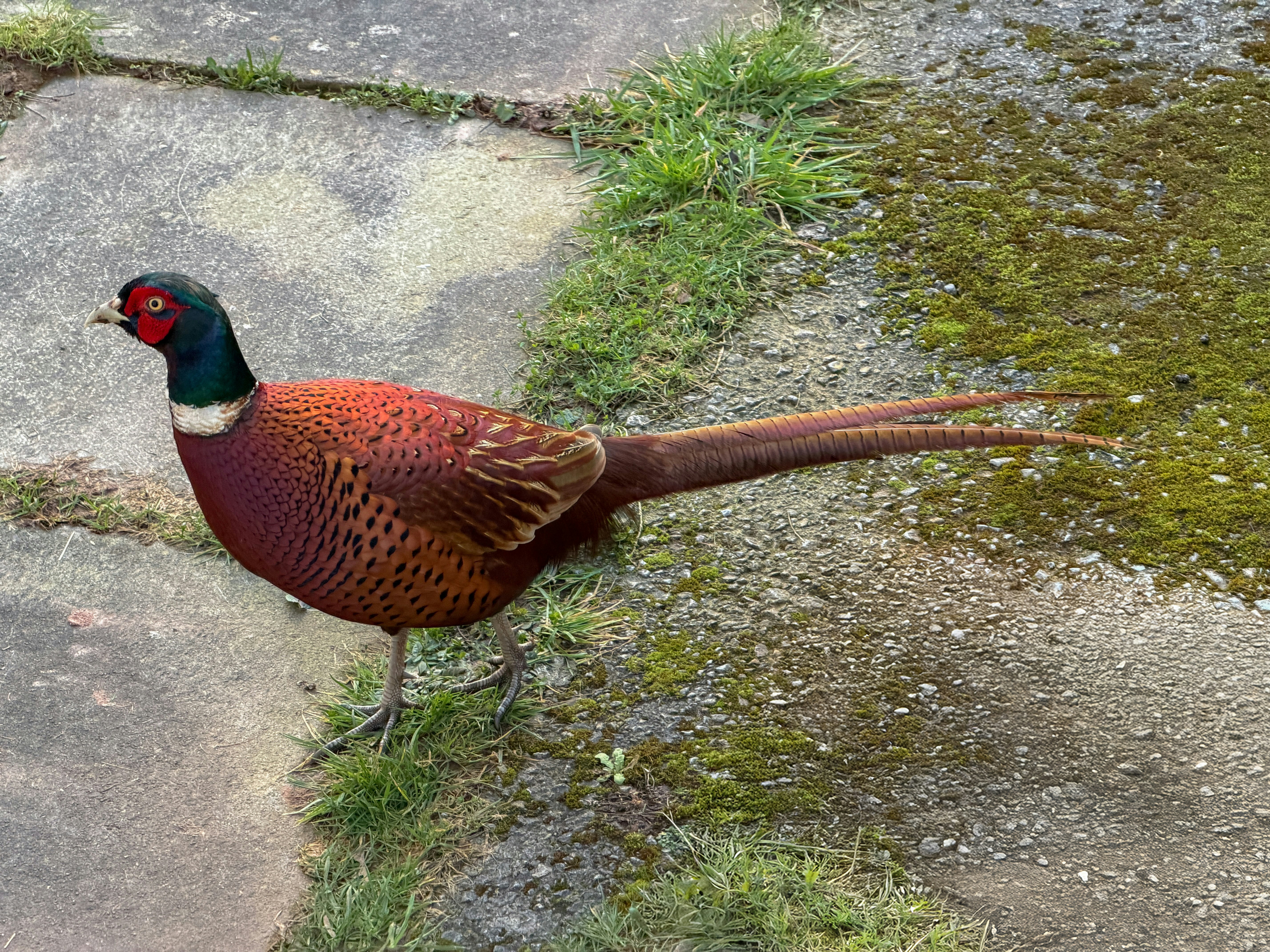 A colorful pheasant stands on a stone path.