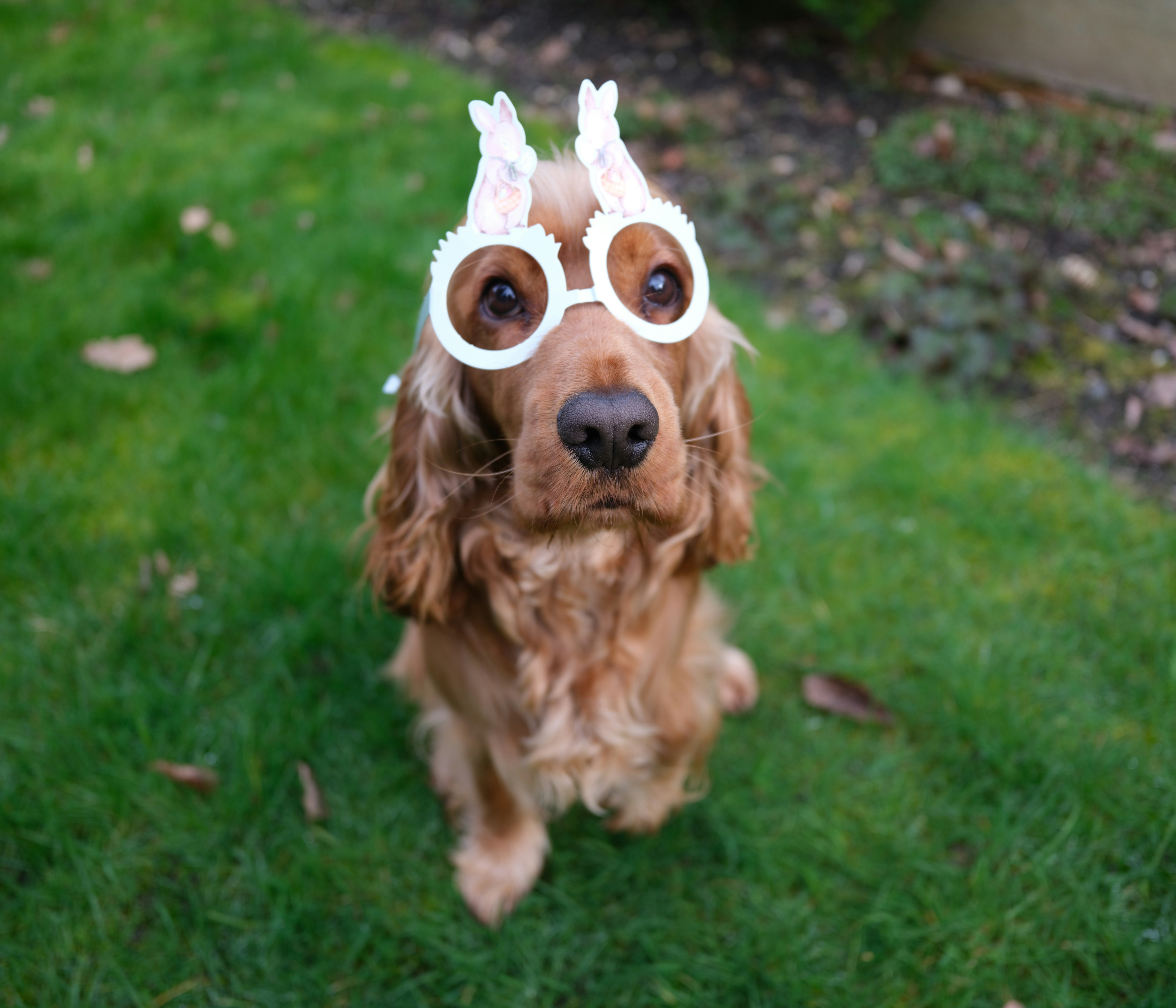 A cocker spaniel dog wearing bunny ears and glasses.