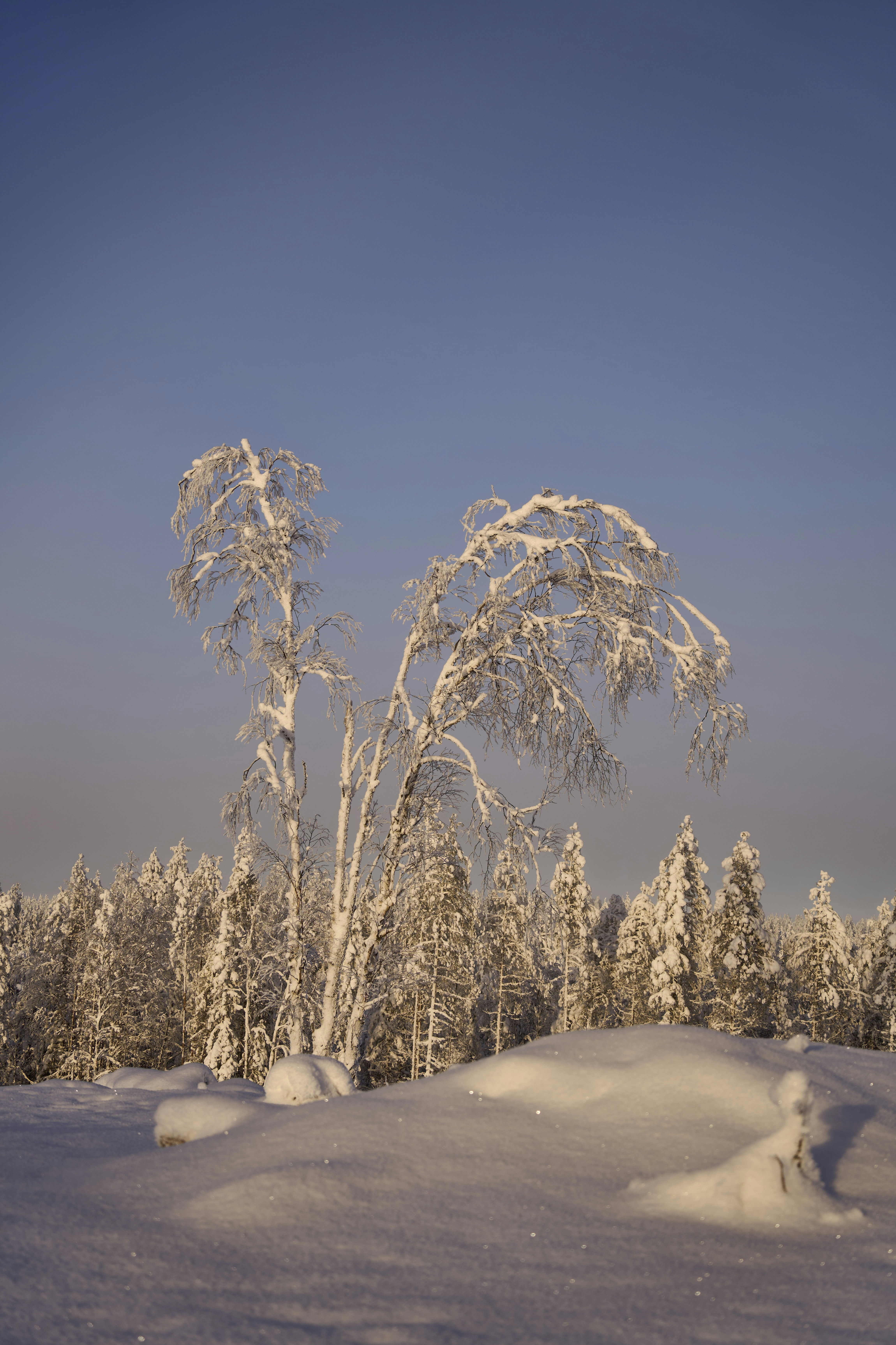 Photo by wolfgang_hasselmann