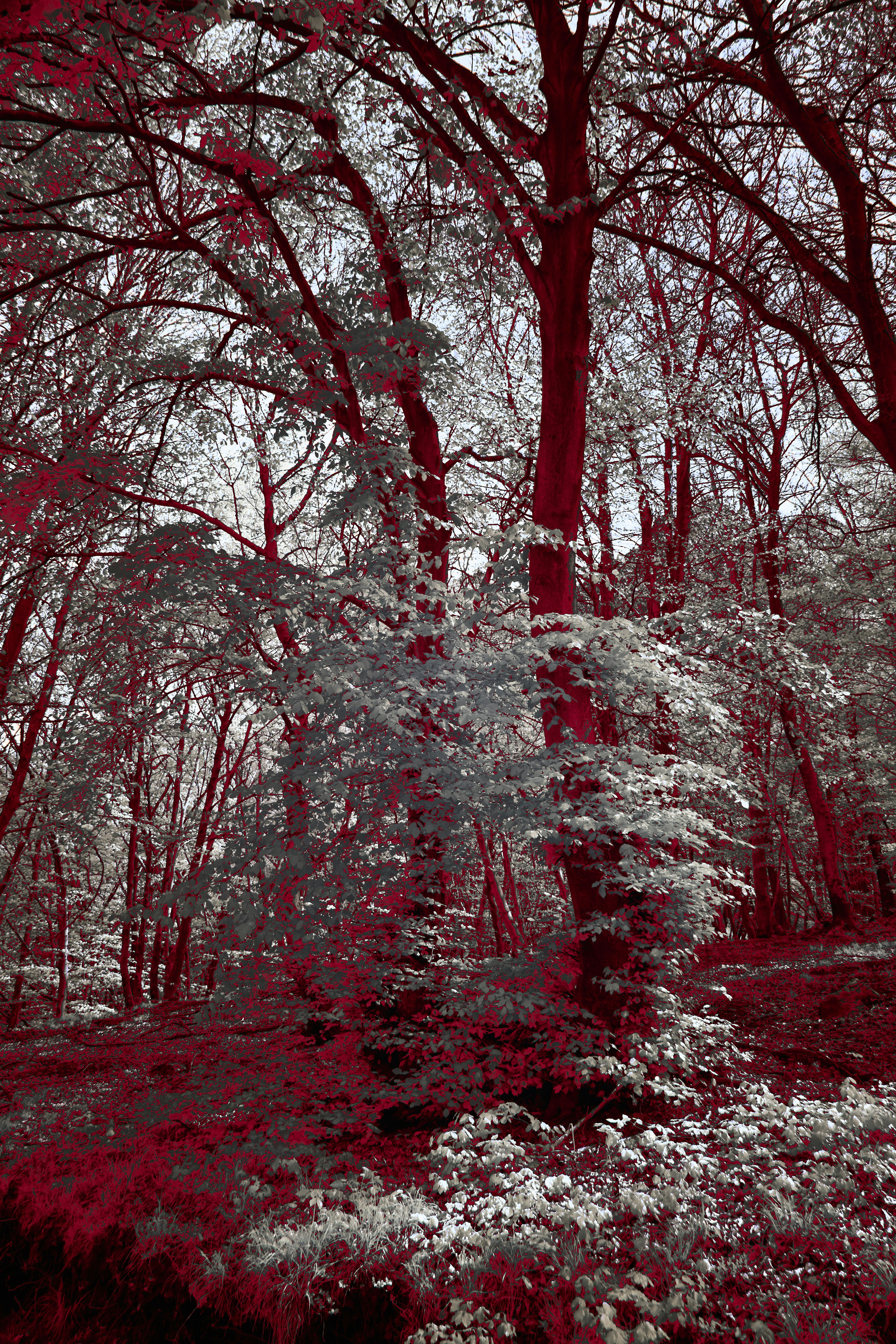 Photo by wolfgang_hasselmann