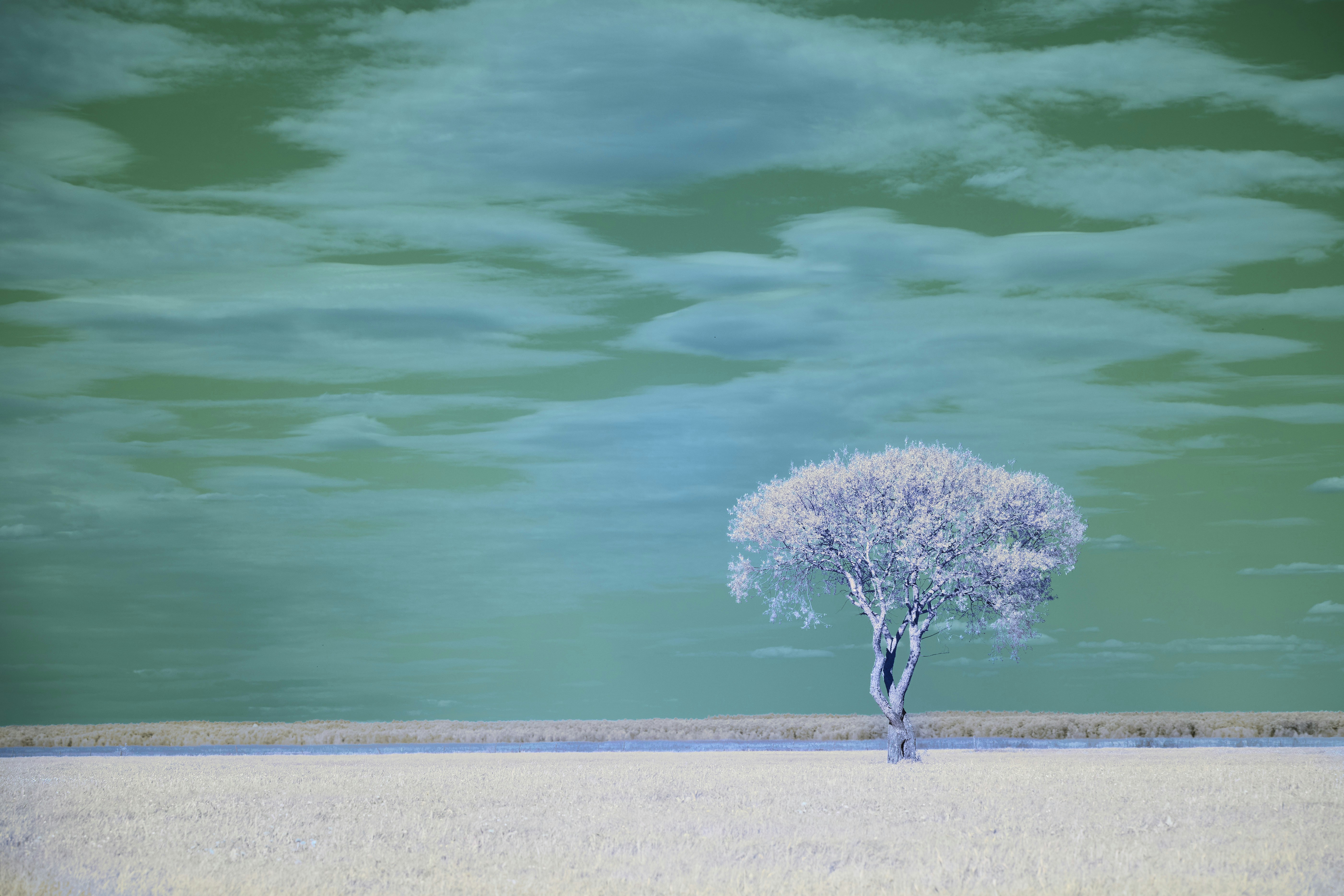 Photo by wolfgang_hasselmann