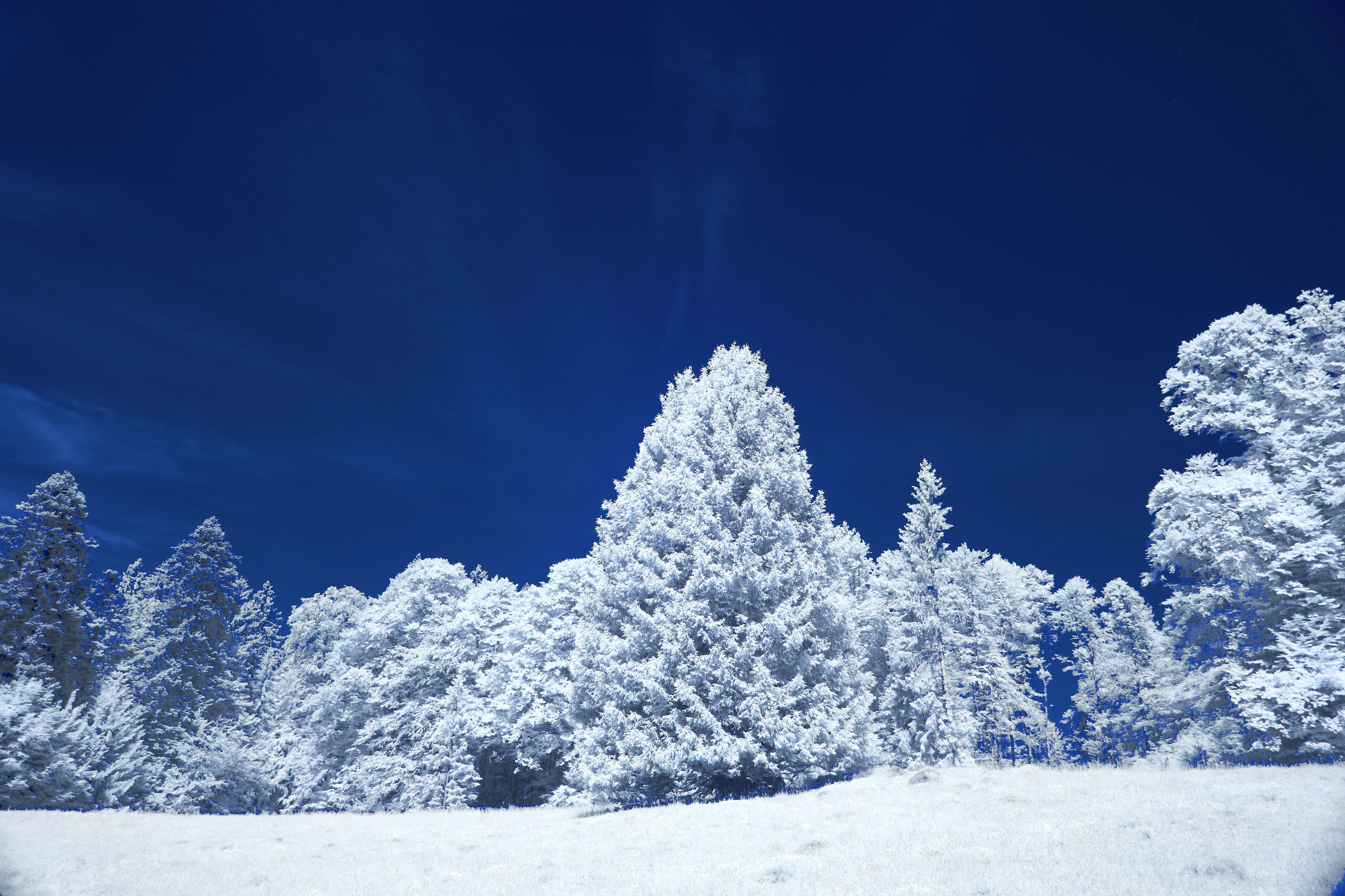 Photo by wolfgang_hasselmann