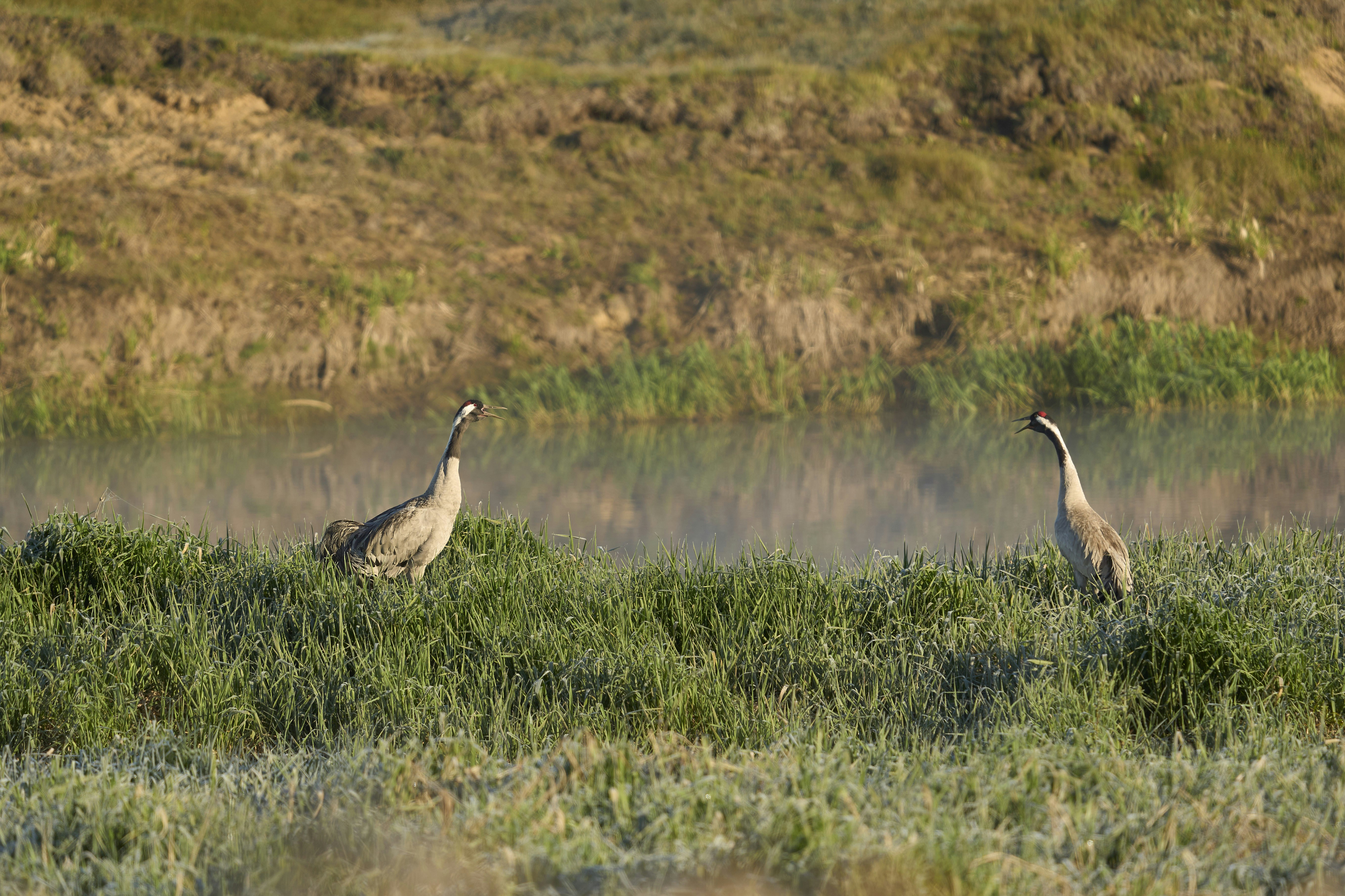 Photo by wolfgang_hasselmann