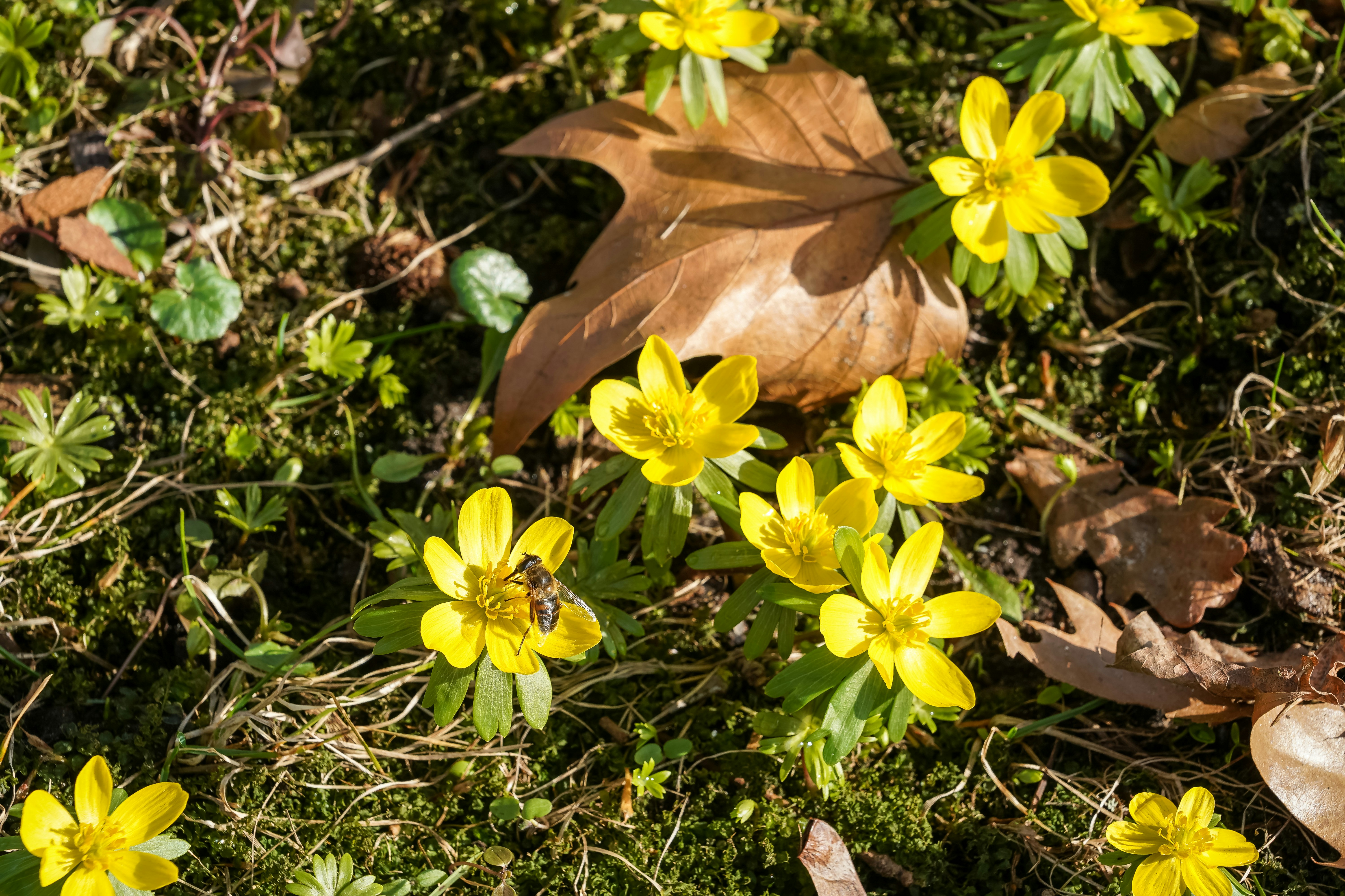 Yellow flowers with a bee on mossy mossy ground
