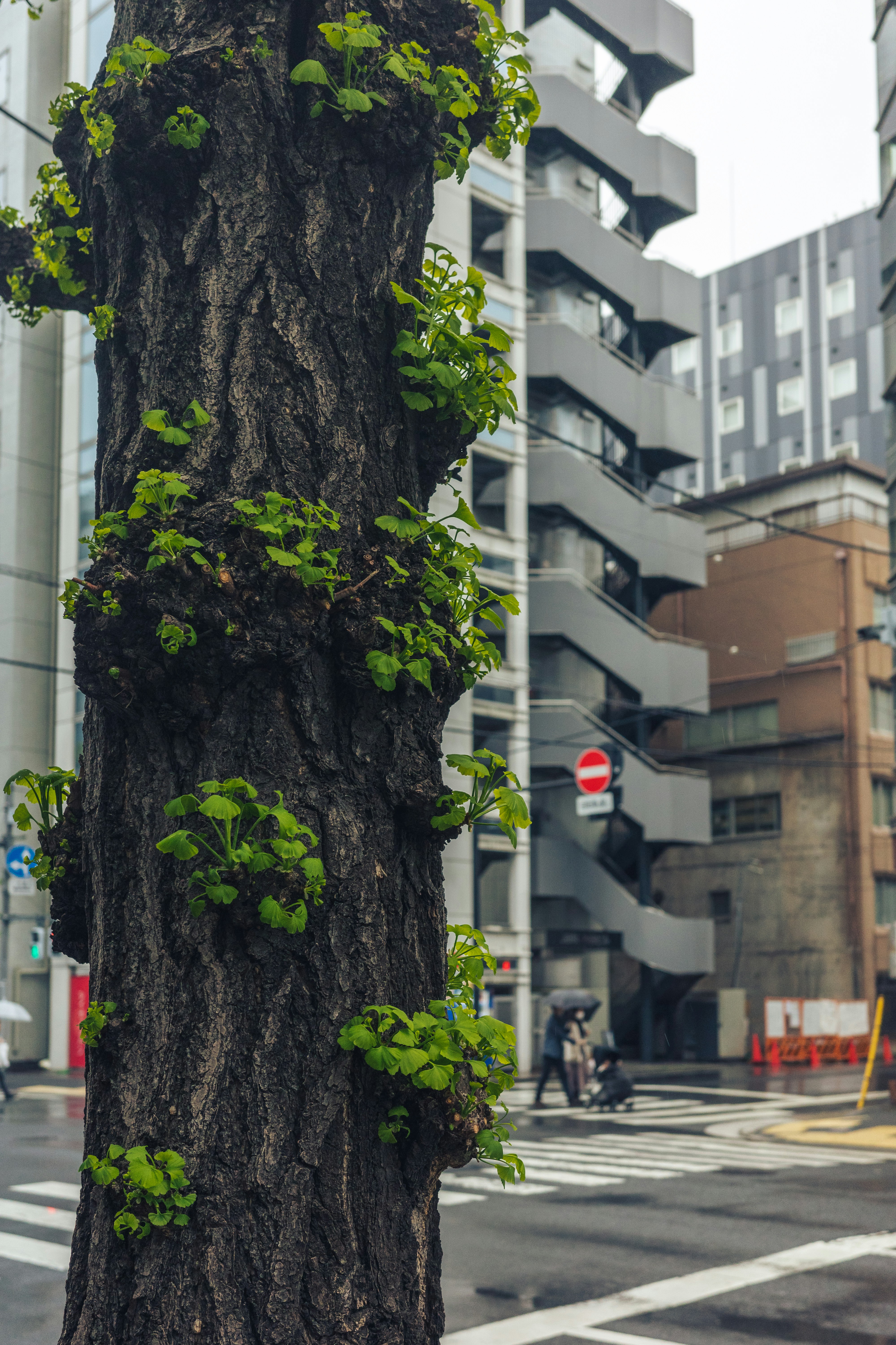 Tree trunk with new leaves in front of urban buildings