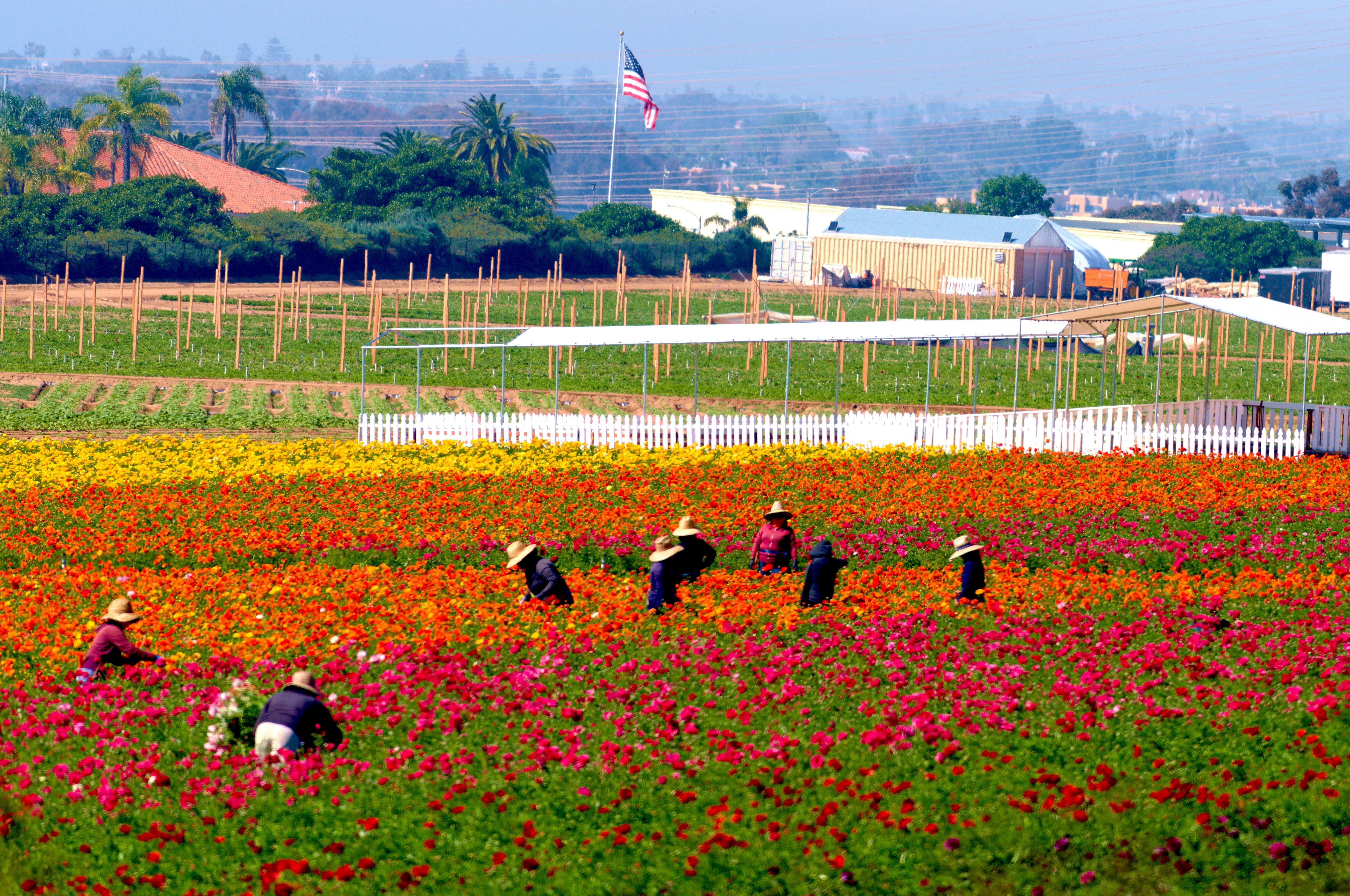 Workers tending to a vibrant field of colorful flowers.