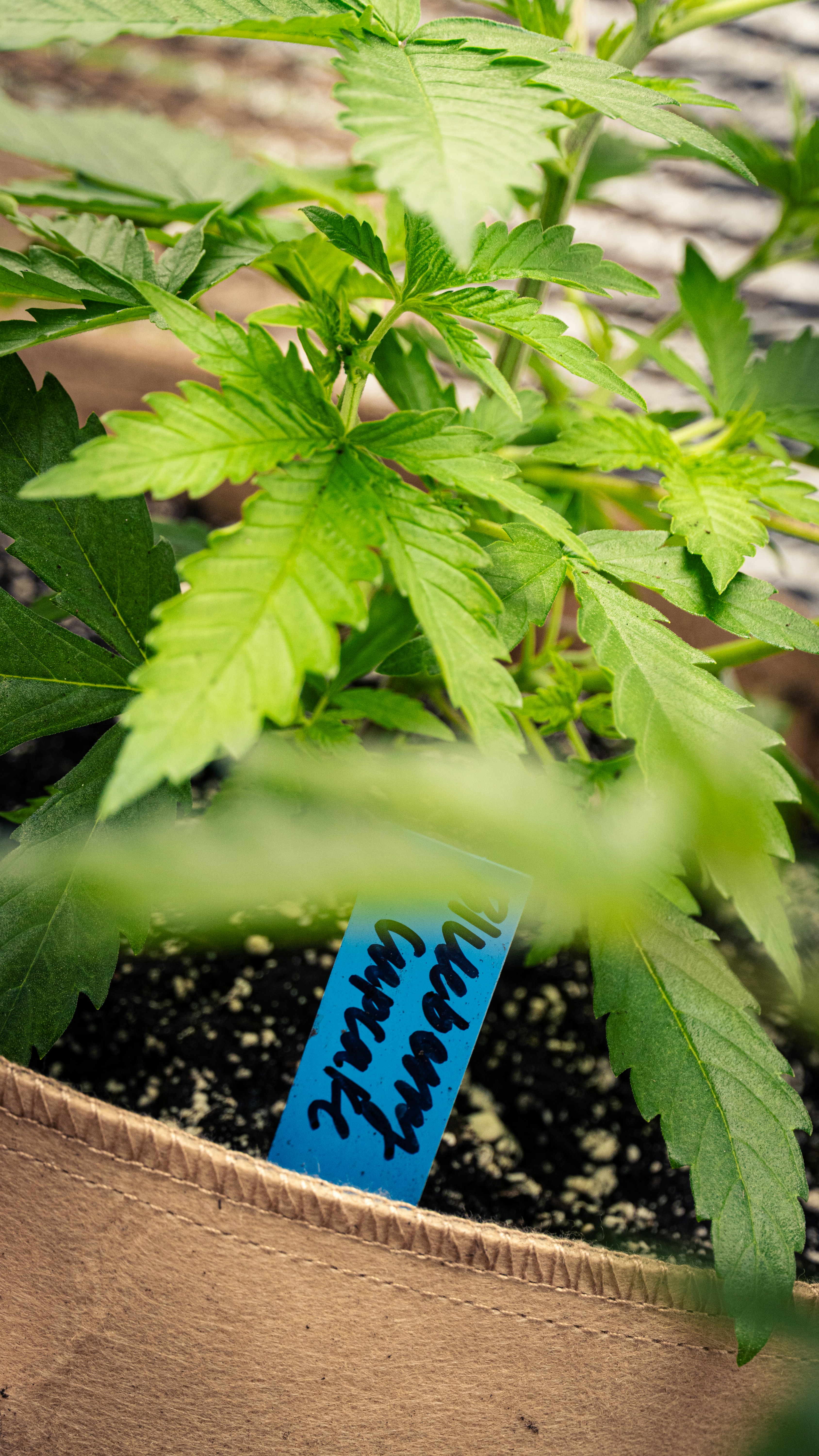 Young cannabis plant labeled "blueberry cupcake"