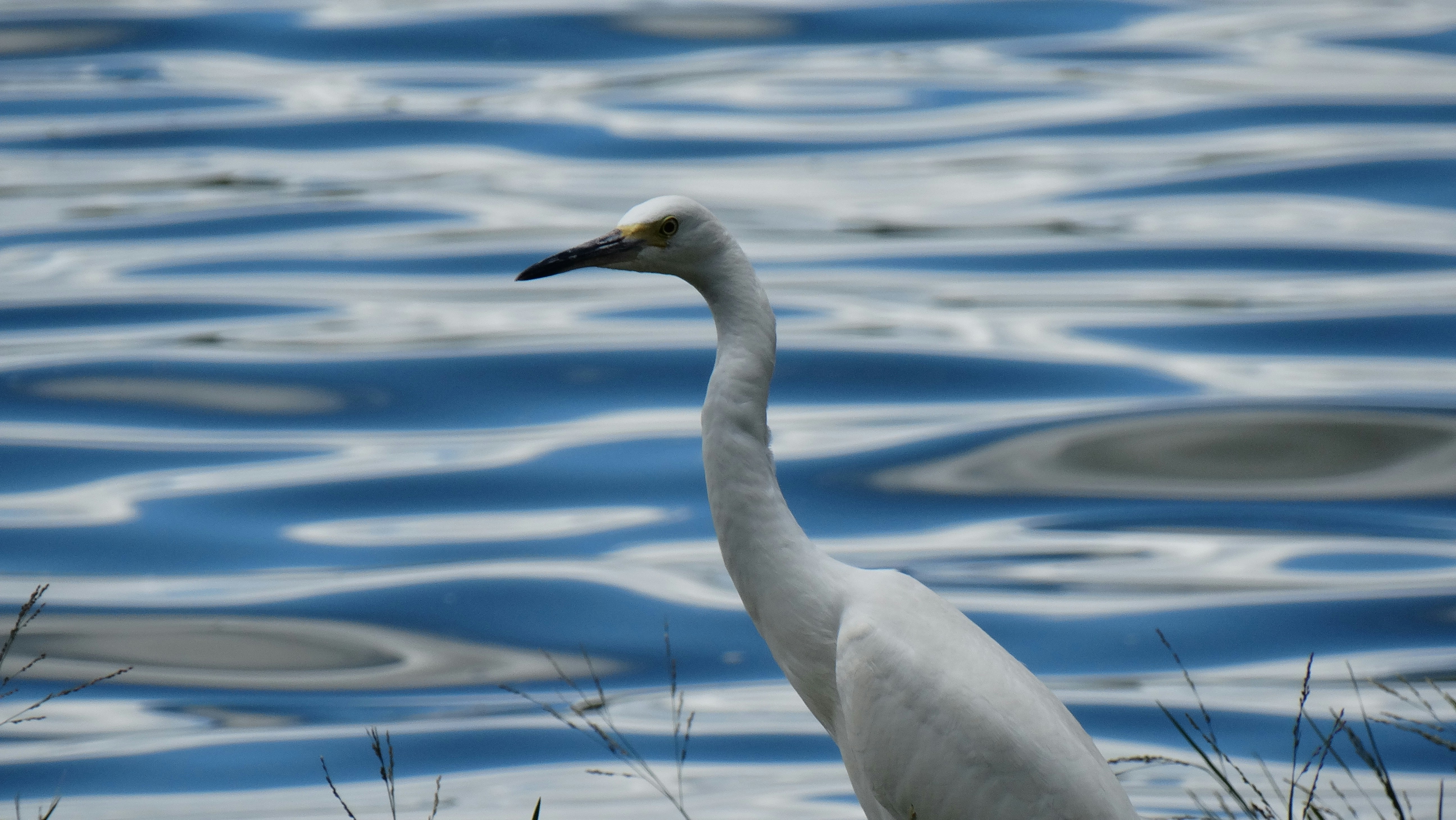 Photo by erick_martins