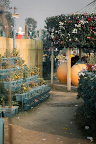 Garden path with tiered flower planters and large pumpkins