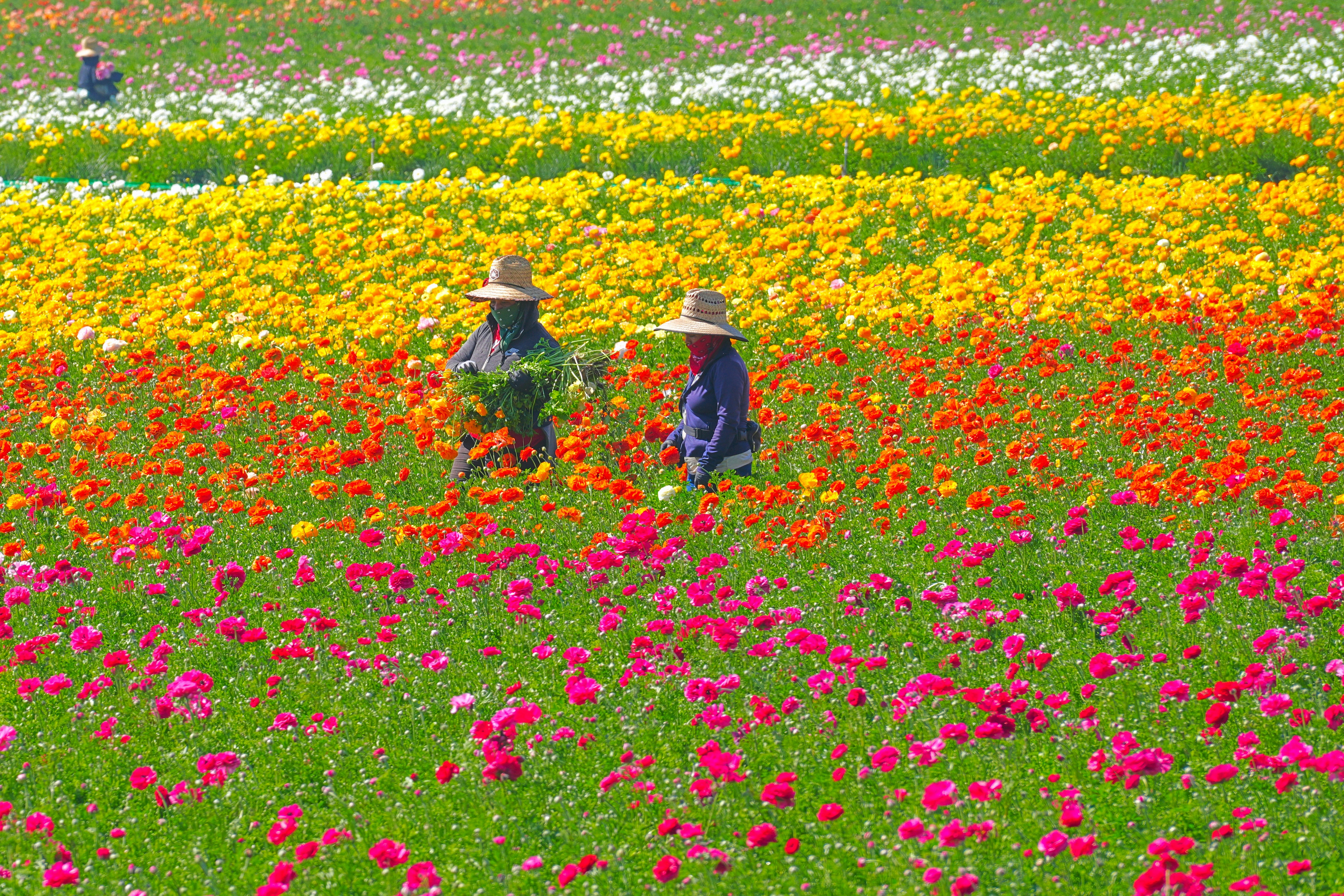 Two people harvesting flowers in a colorful field.