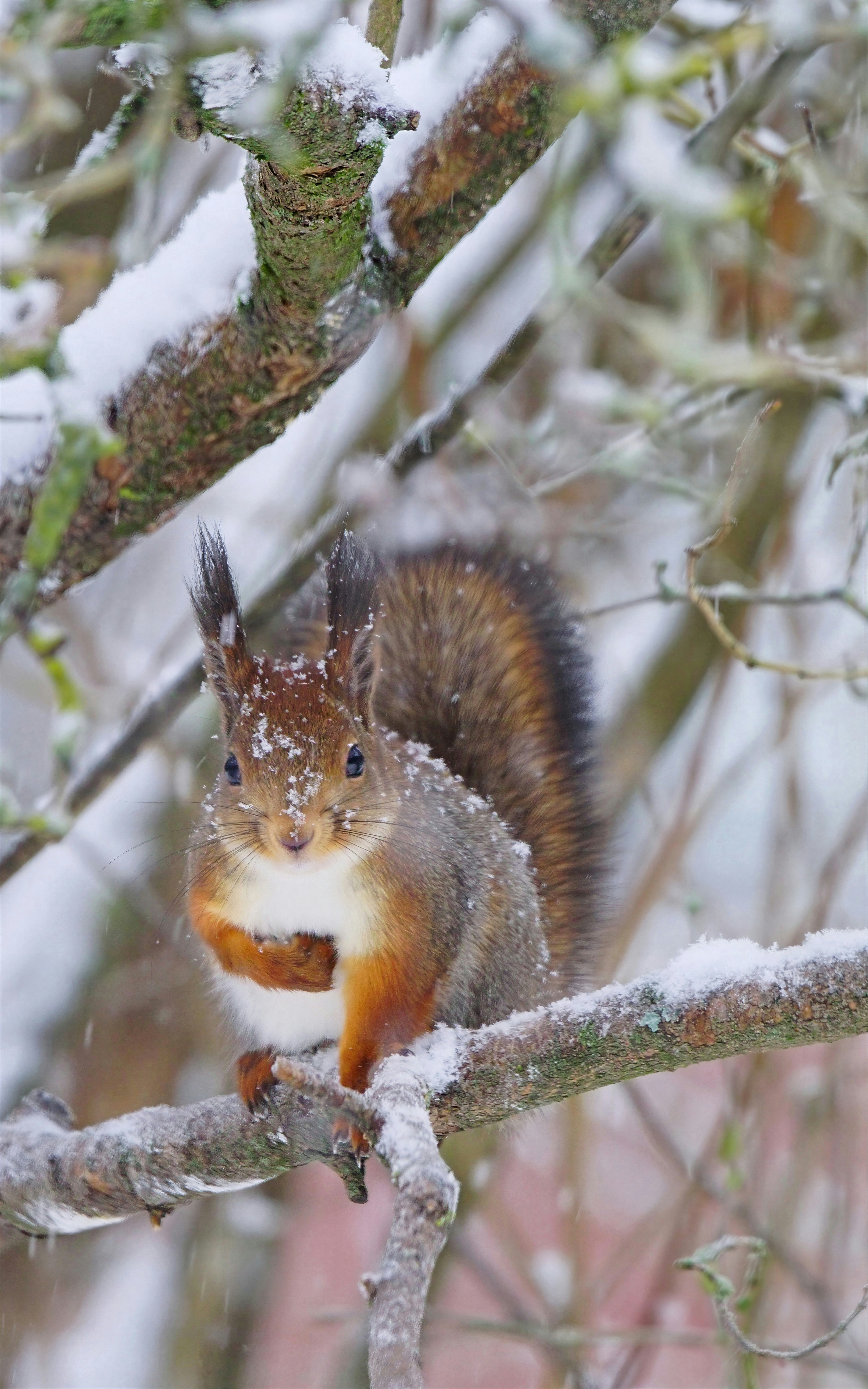 Photo by marttisalmi