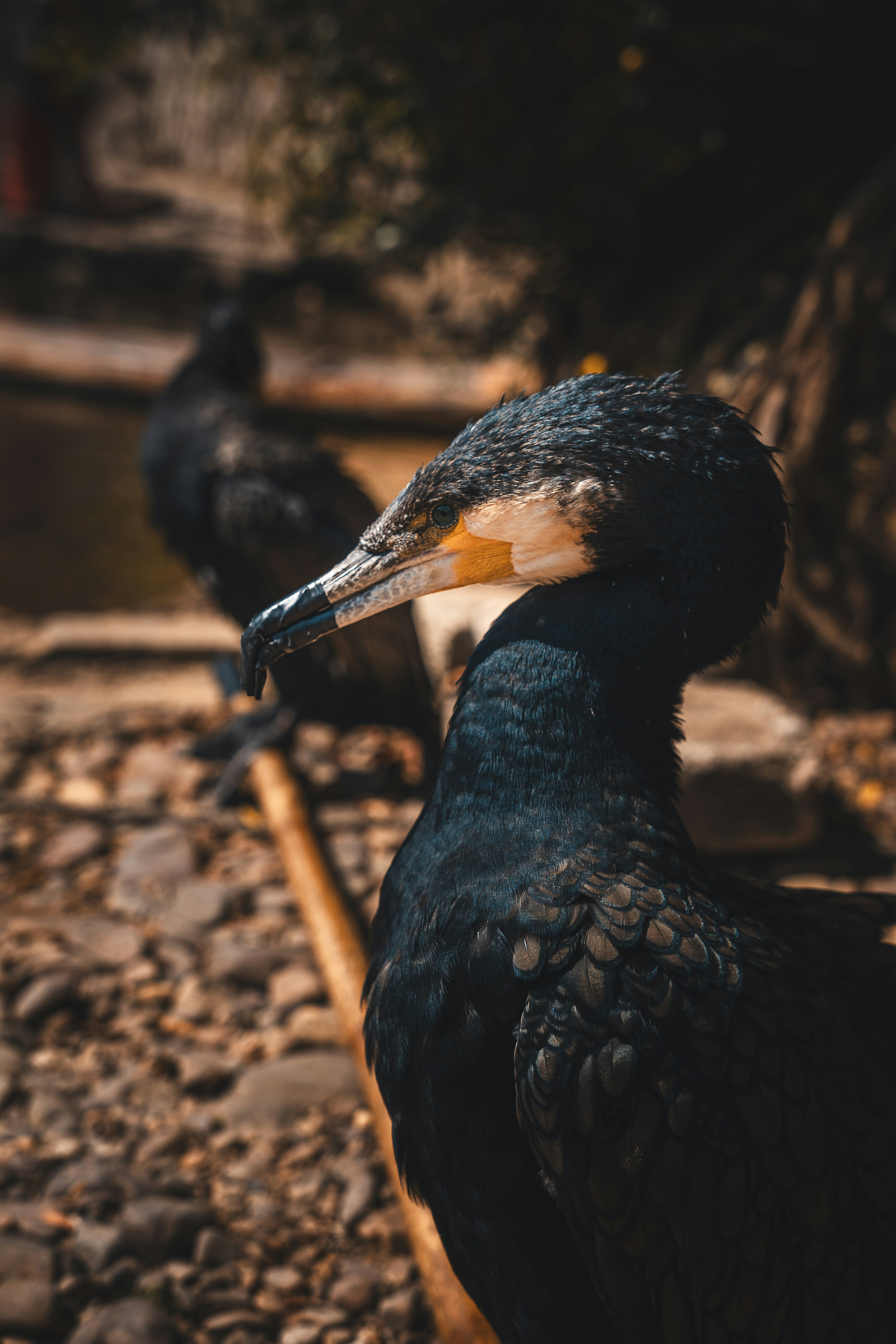 Photo by willianjusten