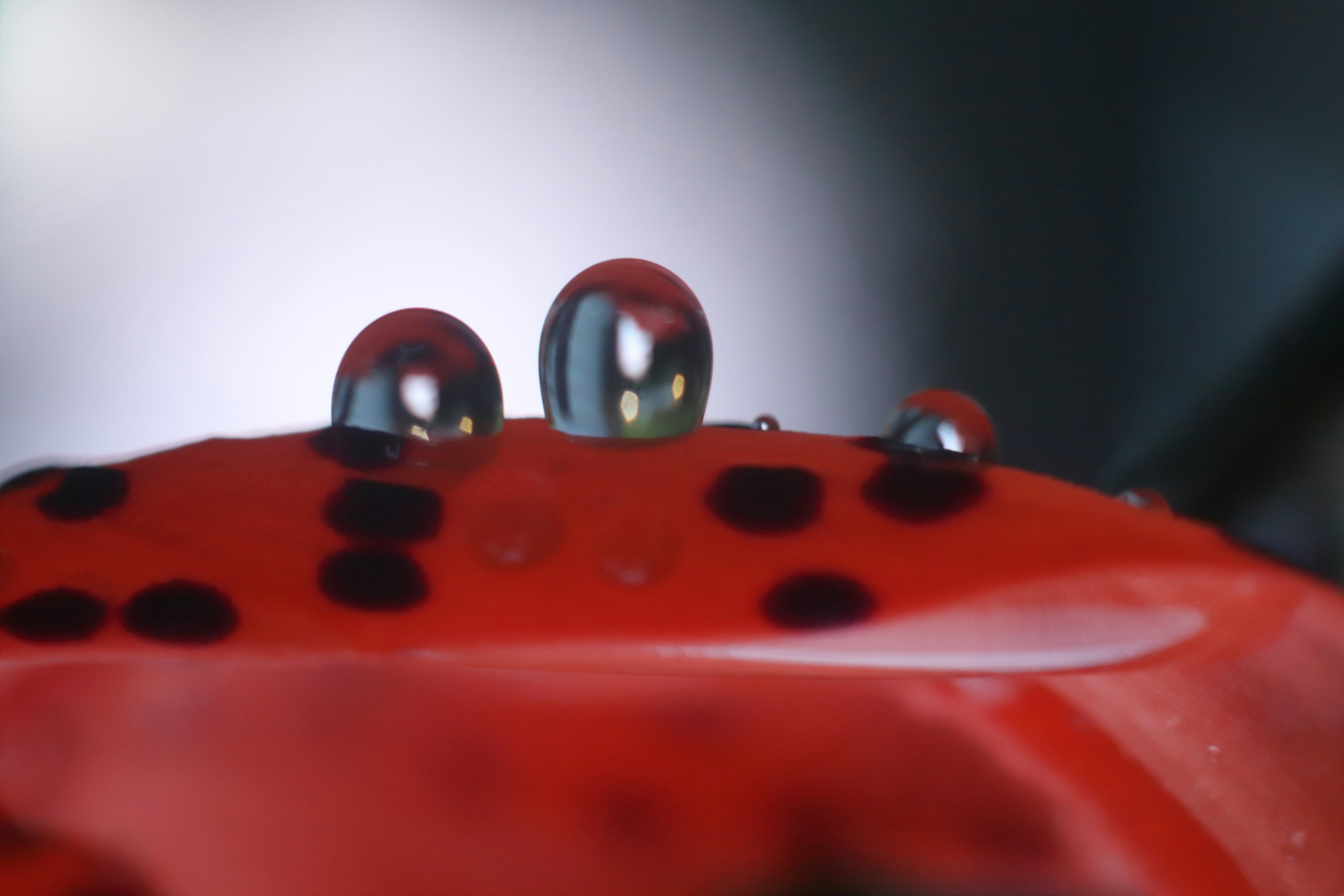 검은 점이 있는 붉은 표면에 물방울이 떨어져 있습니다.