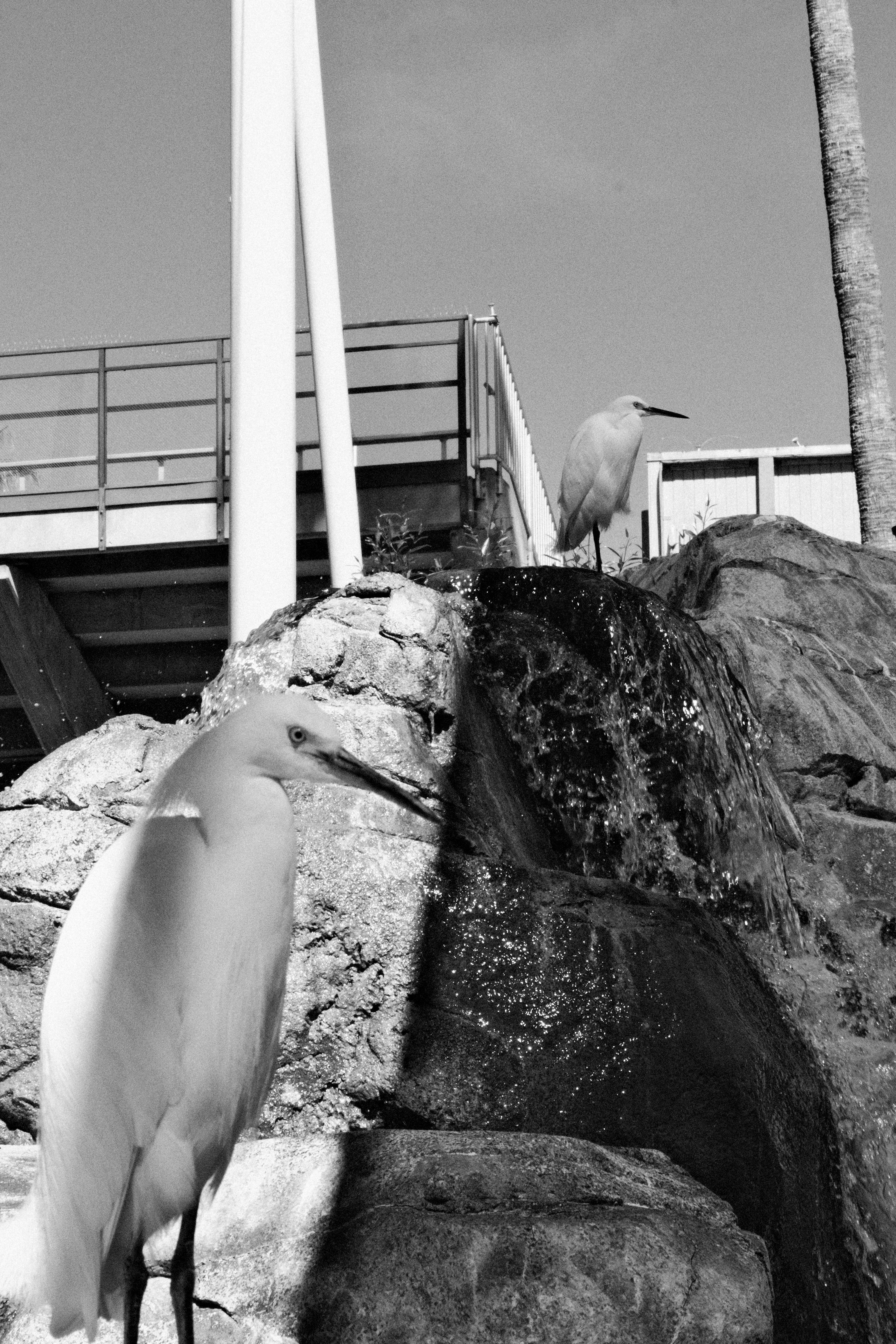 Two white egrets stand on rocks near a waterfall.