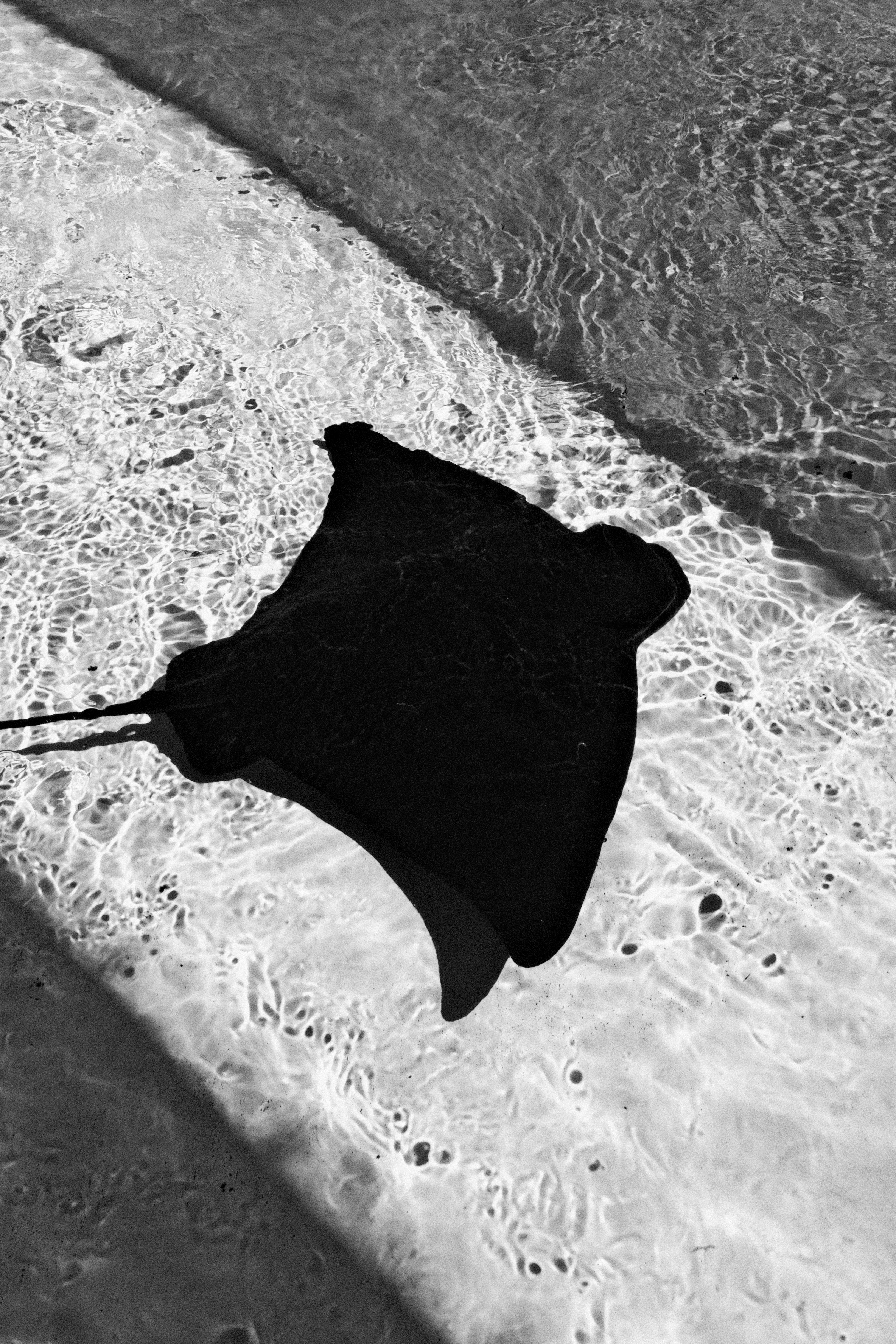 A stingray swims in shallow, clear water.