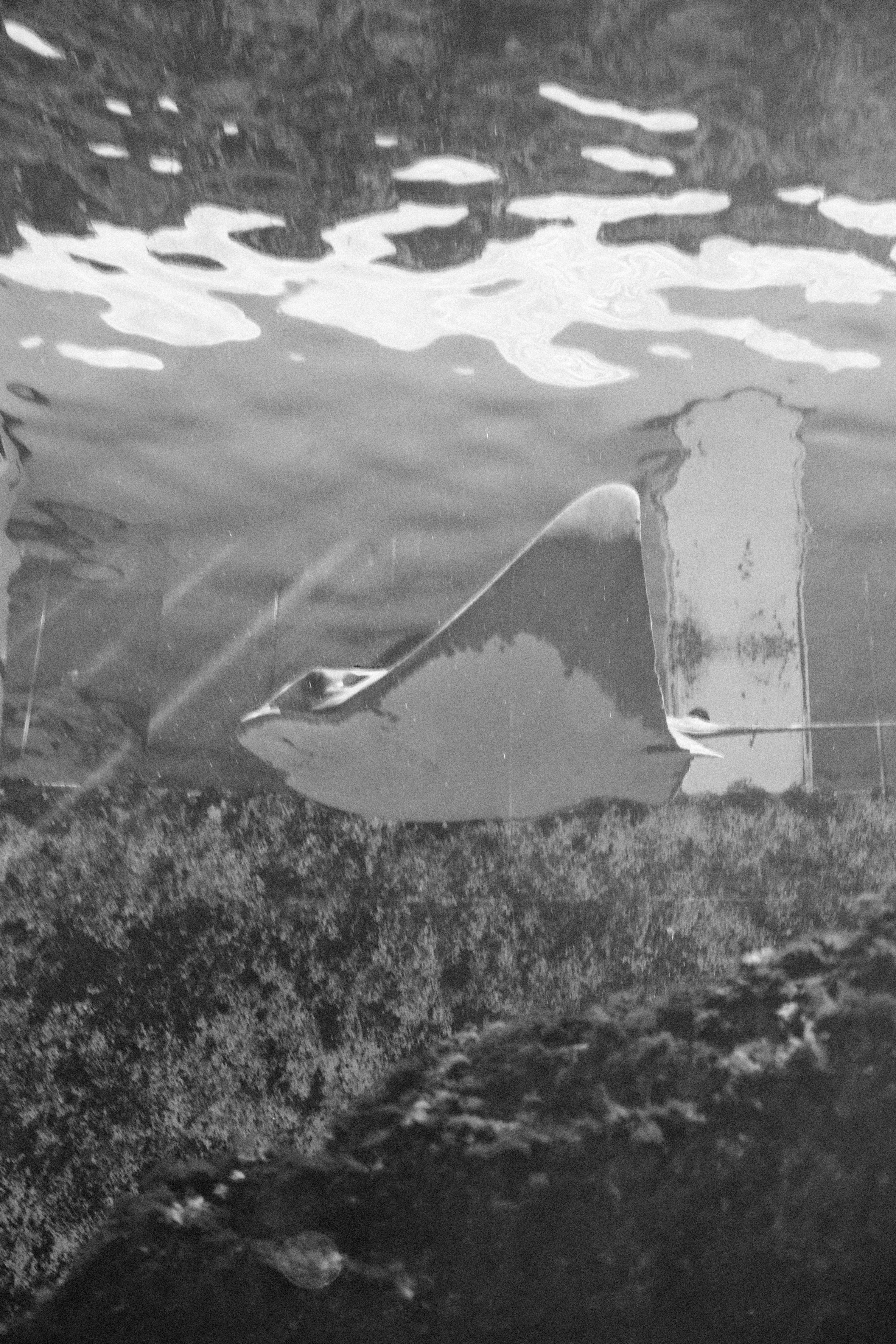 A stingray swims gracefully underwater near coral.