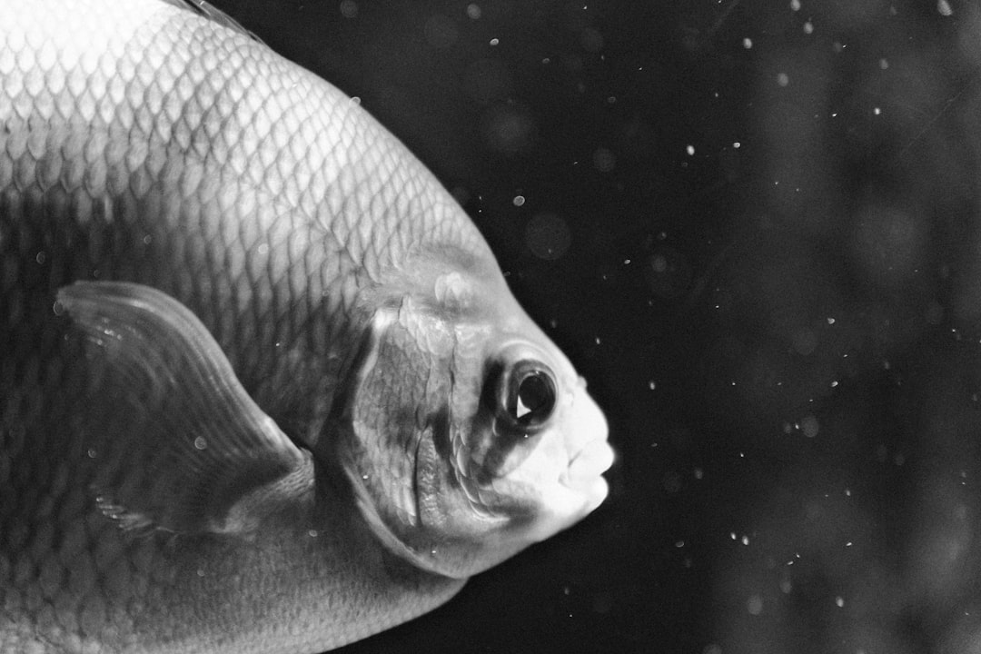 Aquarium fish